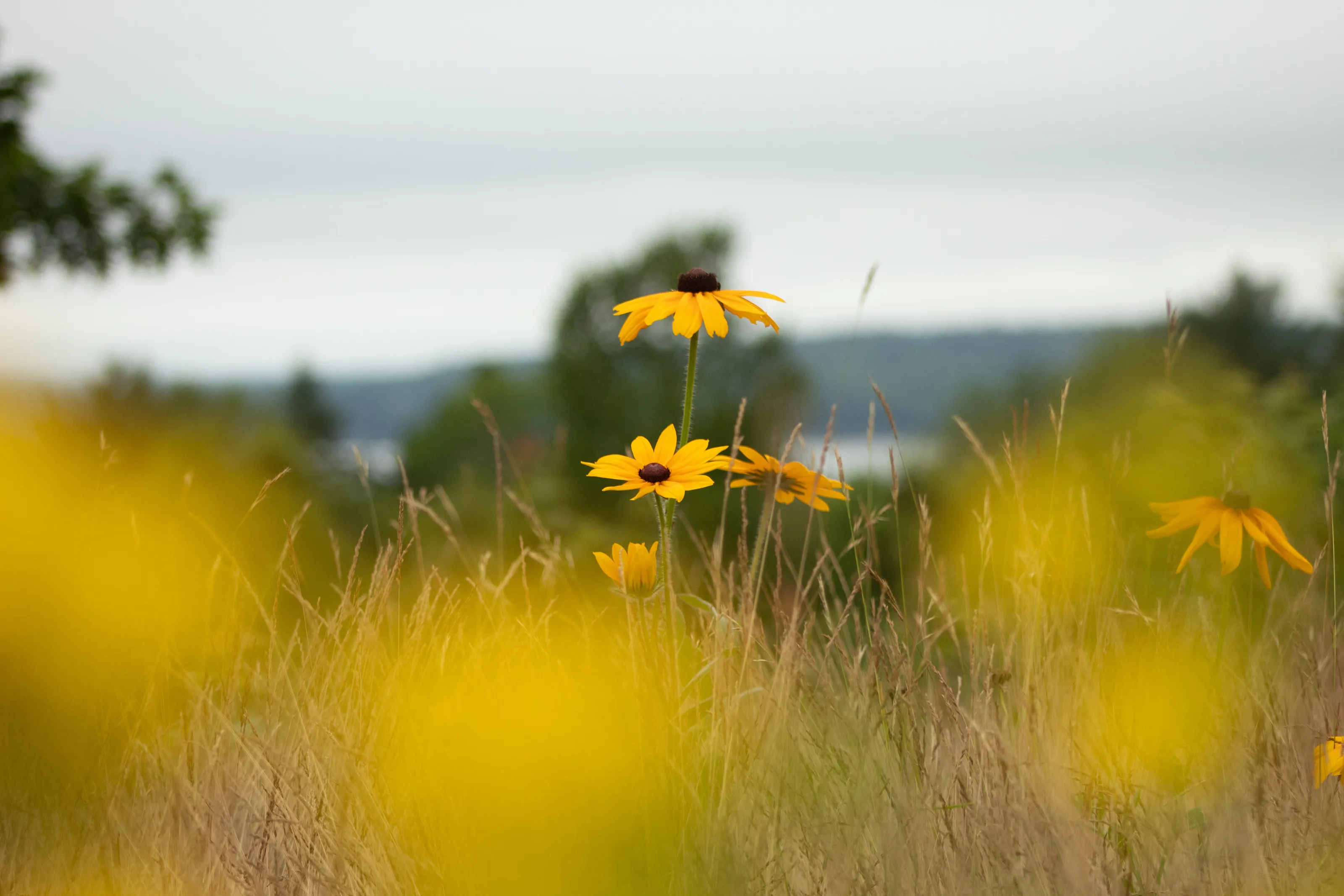 Wildflowers