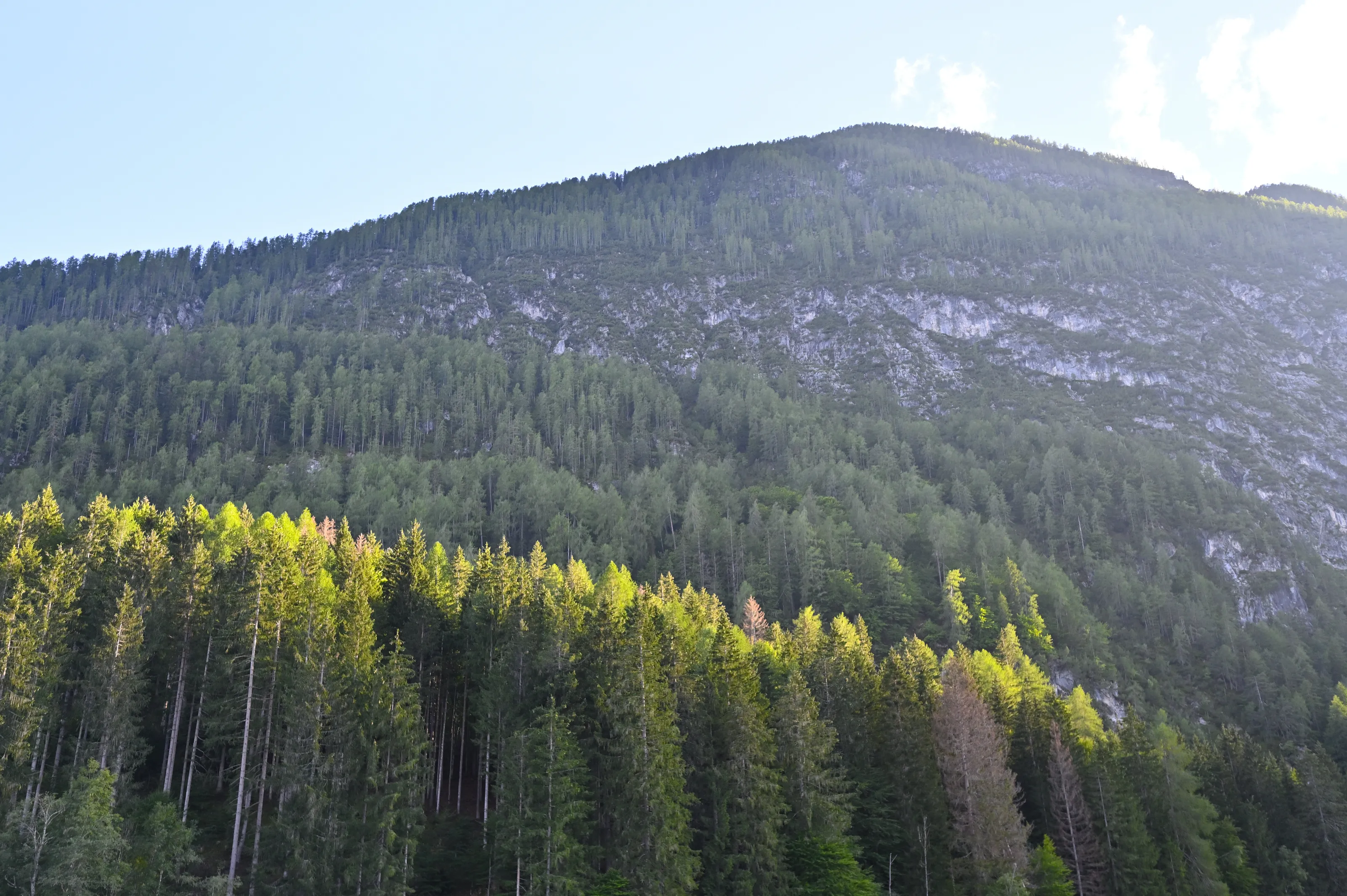 Sunbeams on tree canopy