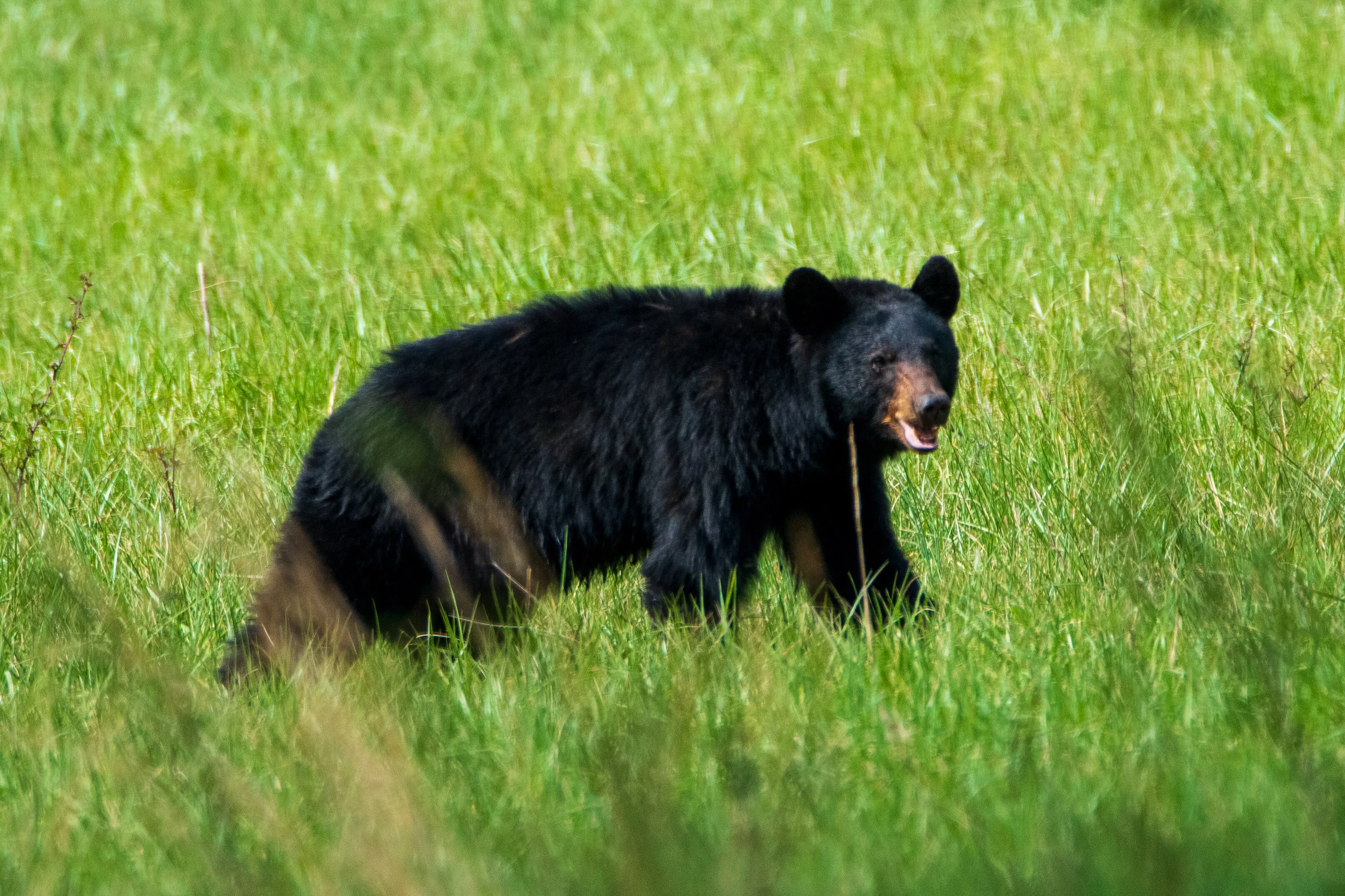 Happy Bear