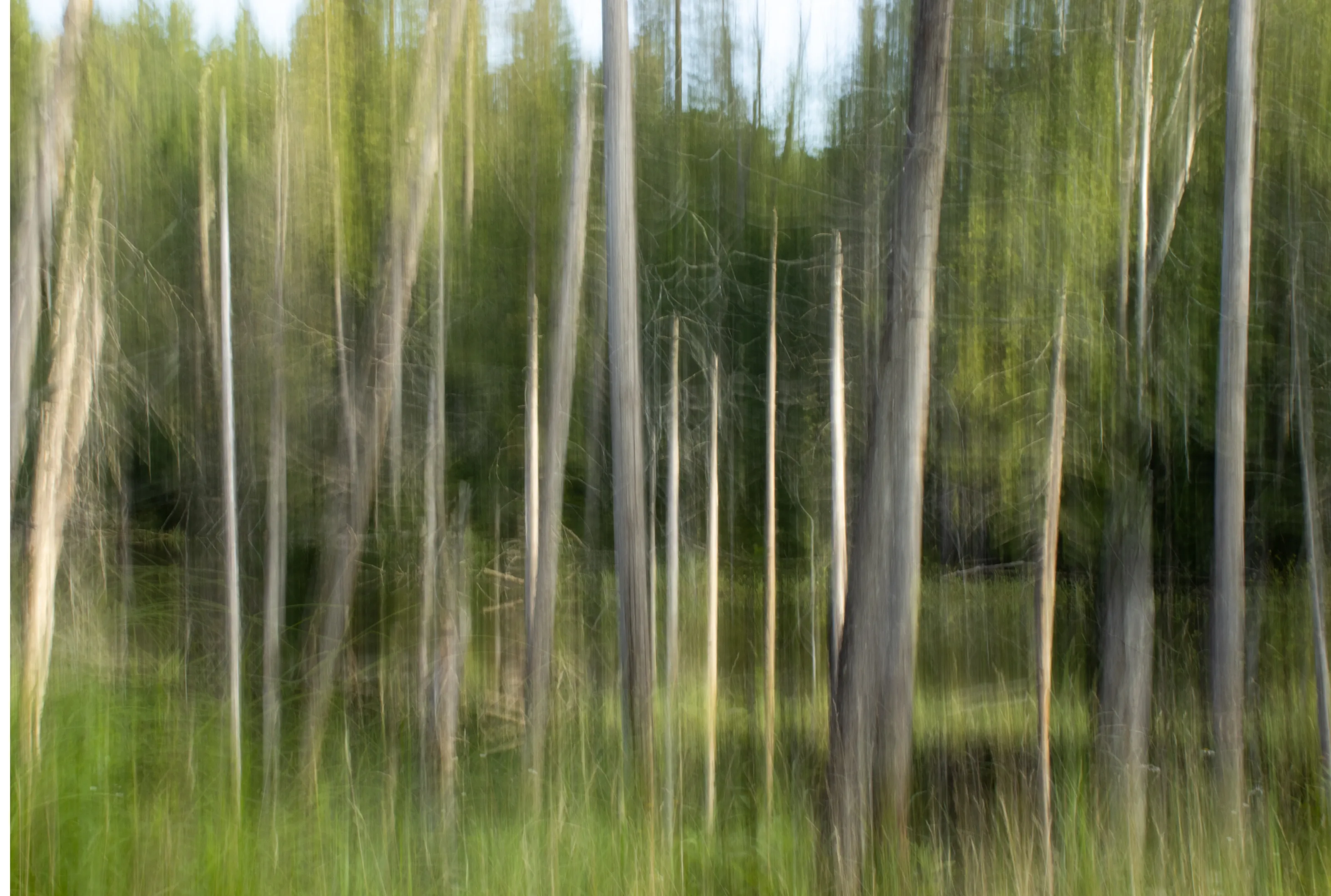 Forest abstact