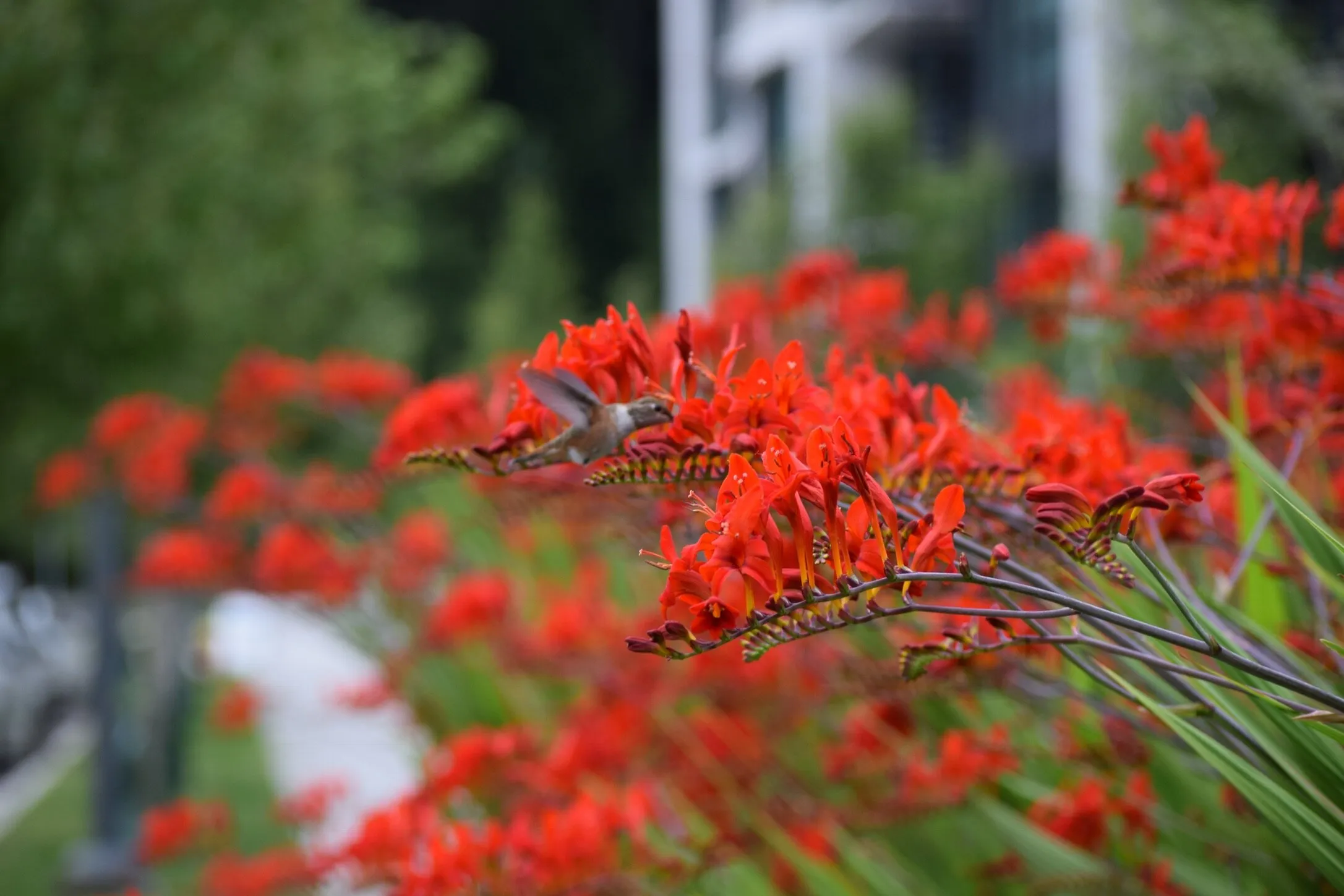 Hummingbird feeding