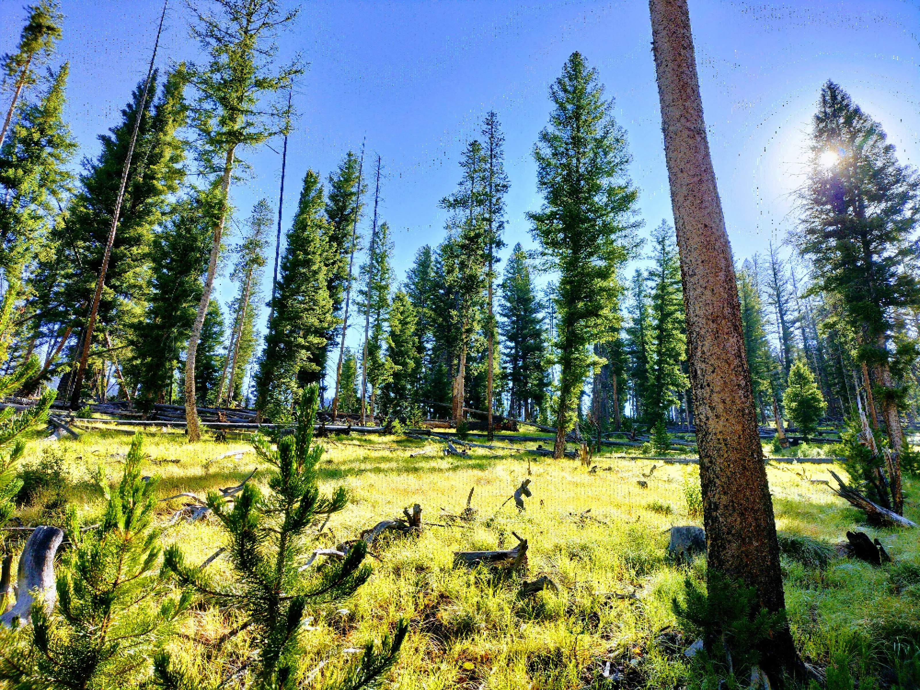Forest Bathing in the Sun in Yankee Fork, Idaho, USA