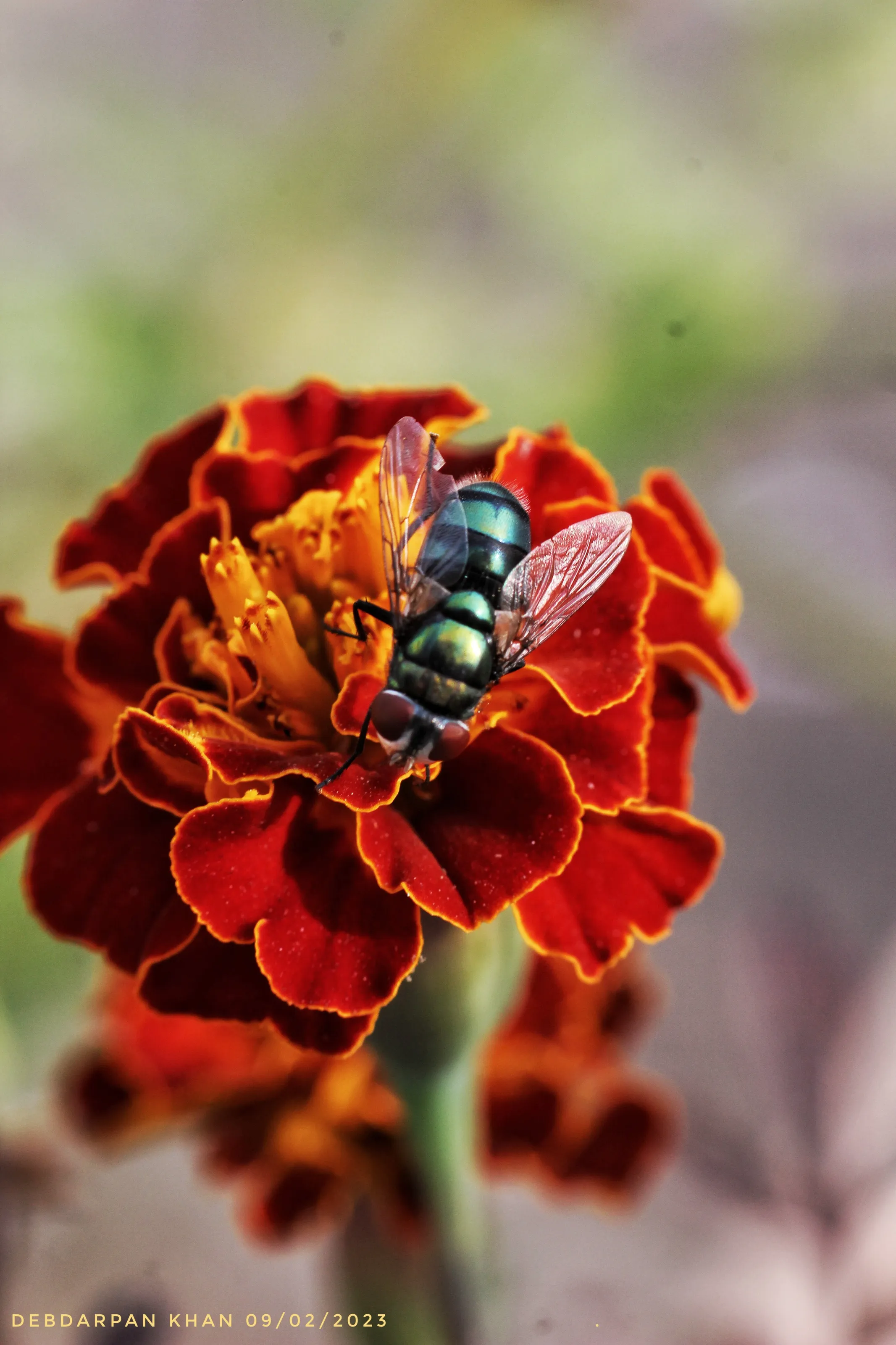 Blue bottle fly on marygold flower