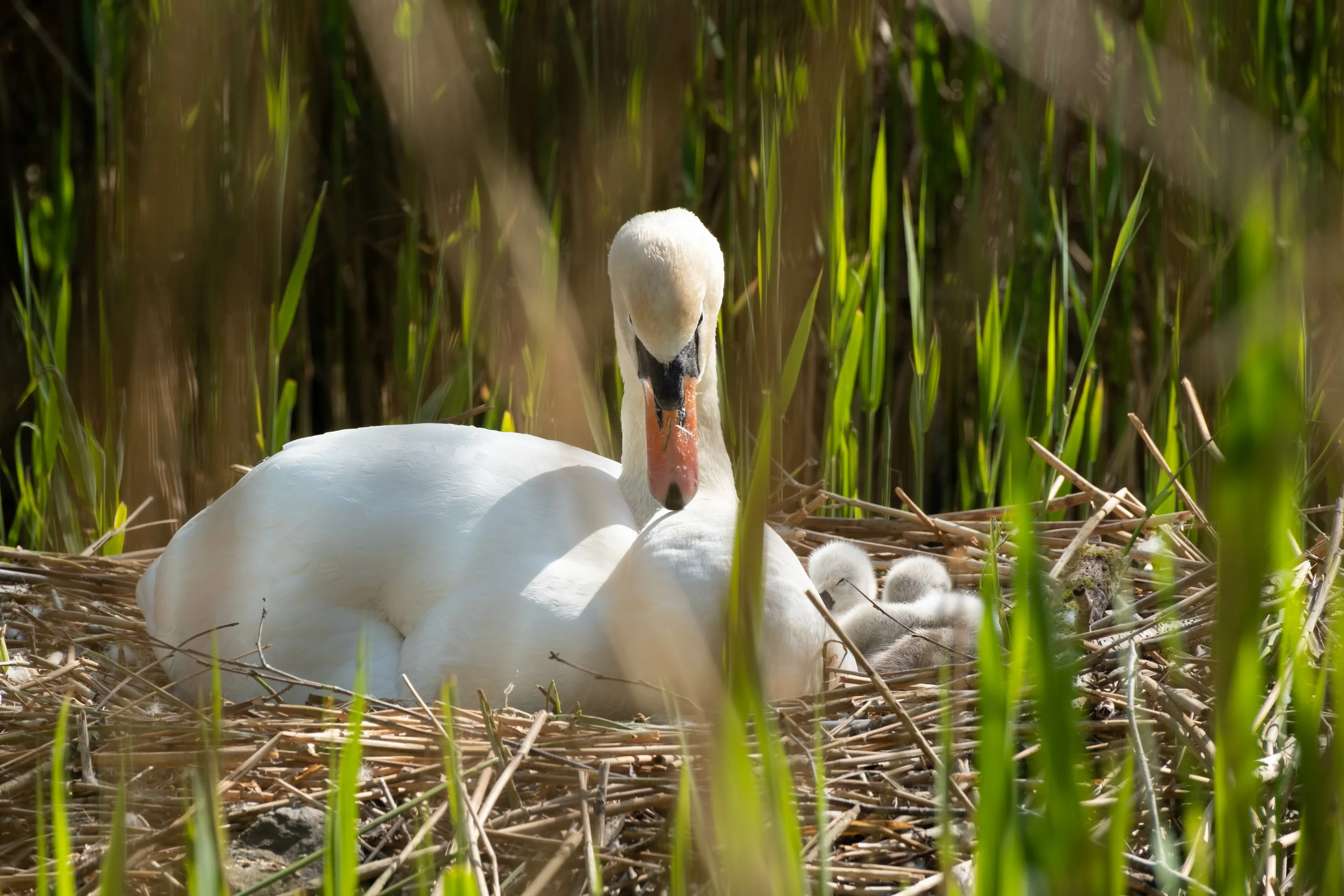 Mum and kids.