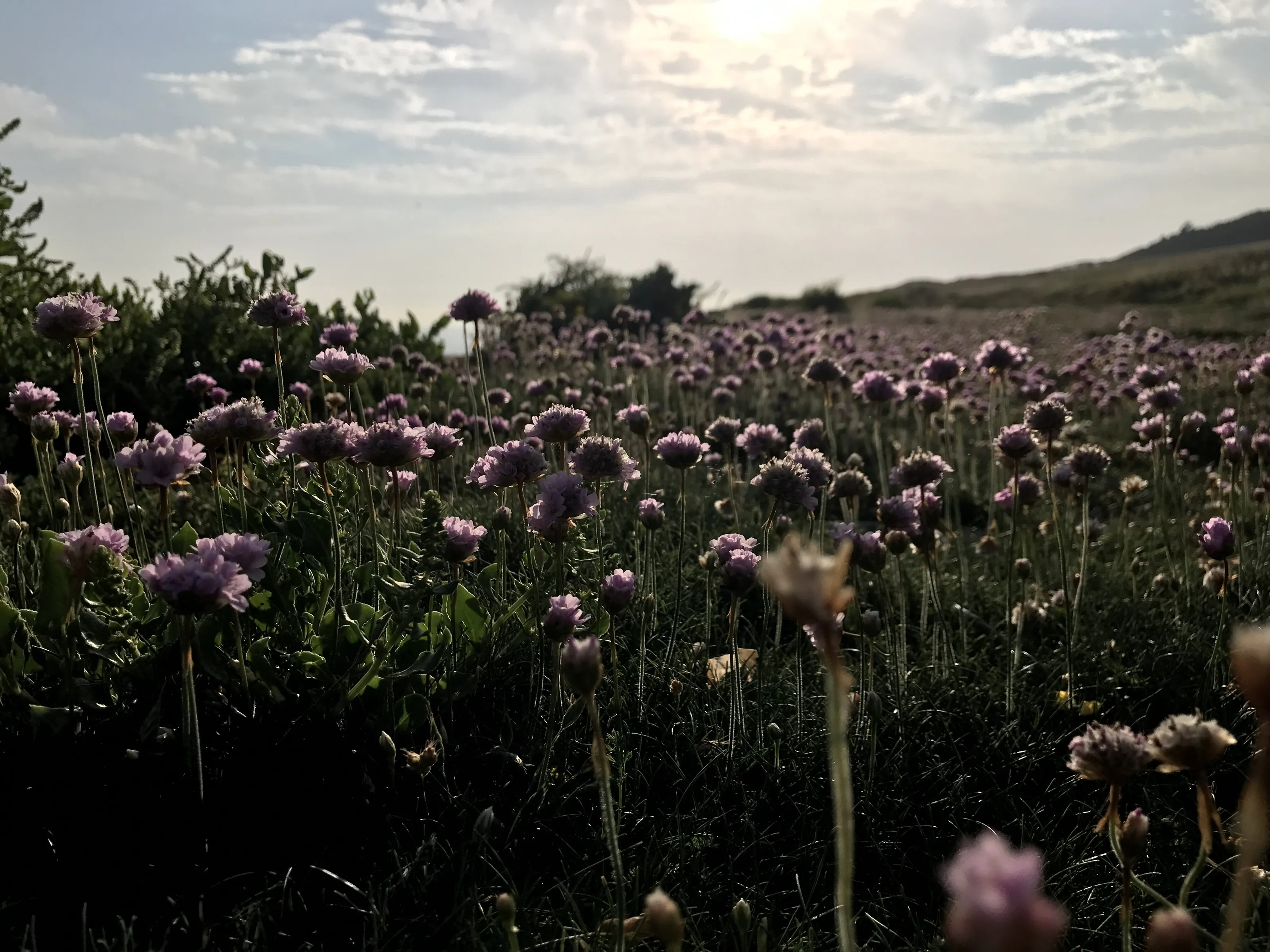 Wild flowers