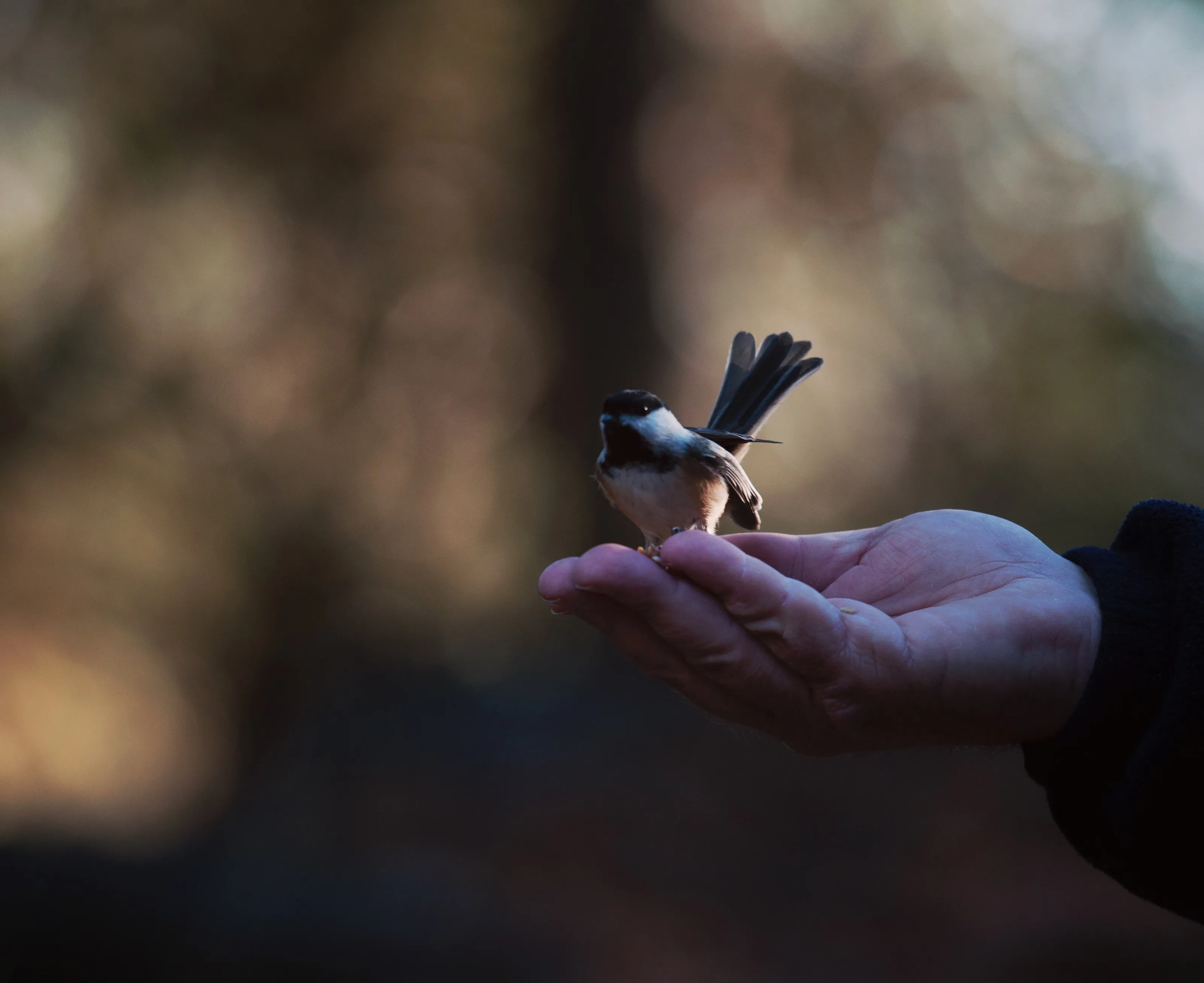 Chirp!