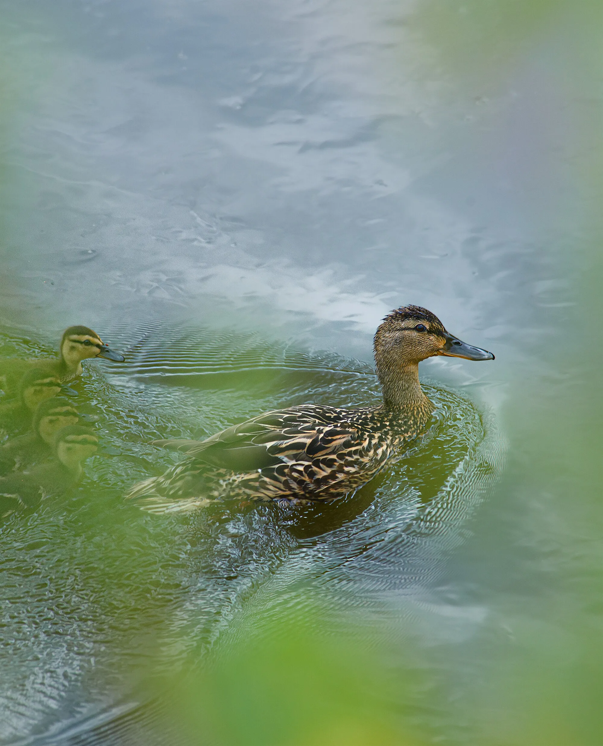 Duck with ducklings