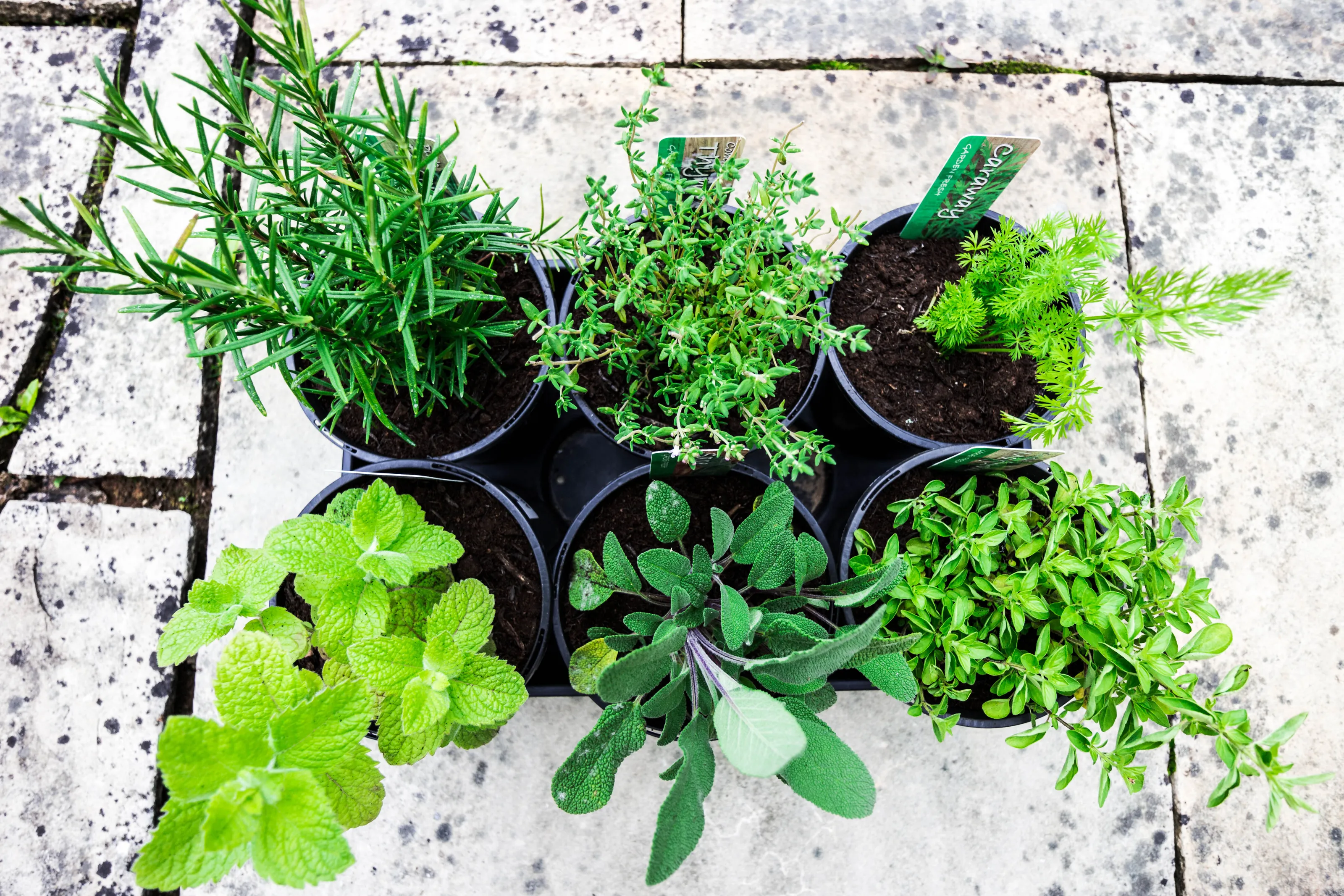 Selection of Herbs