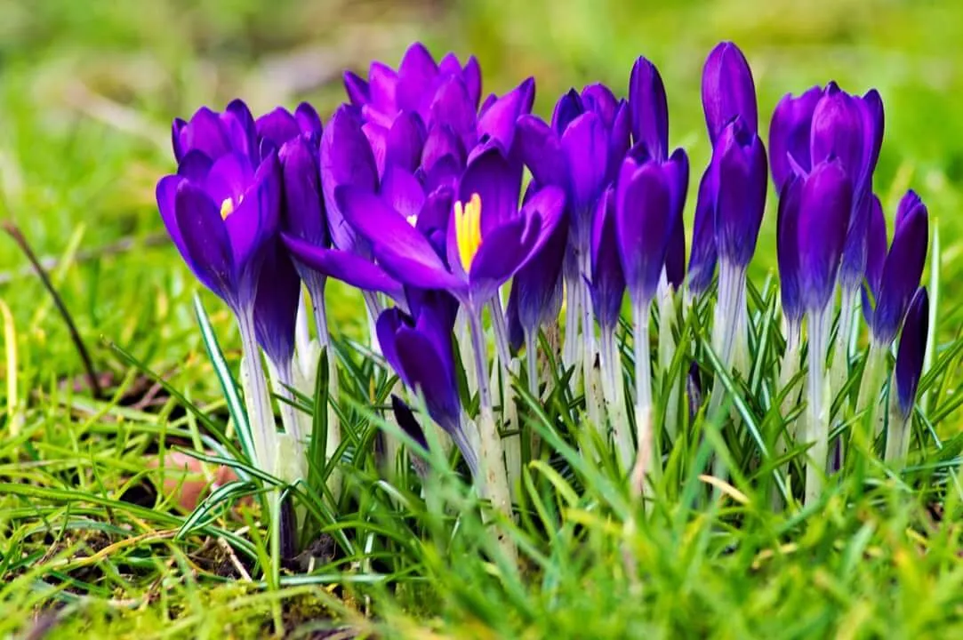 crocus or croci