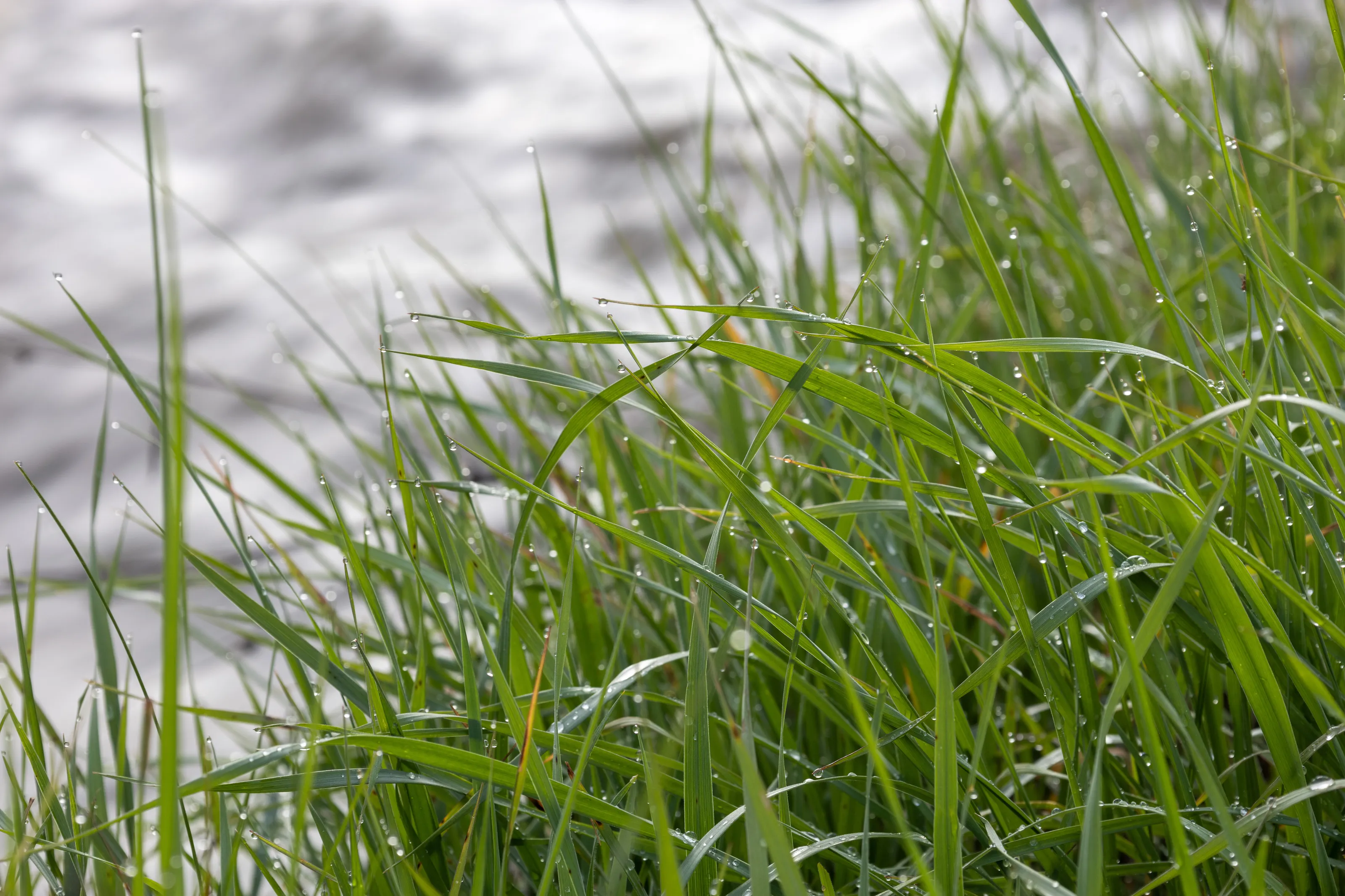 Water drops on vibrant green grass after rain