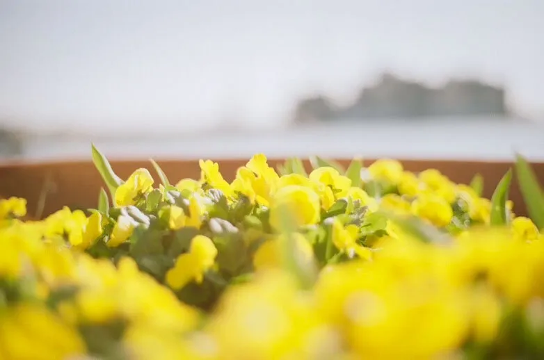 Yellow Flowers in Fell's Point