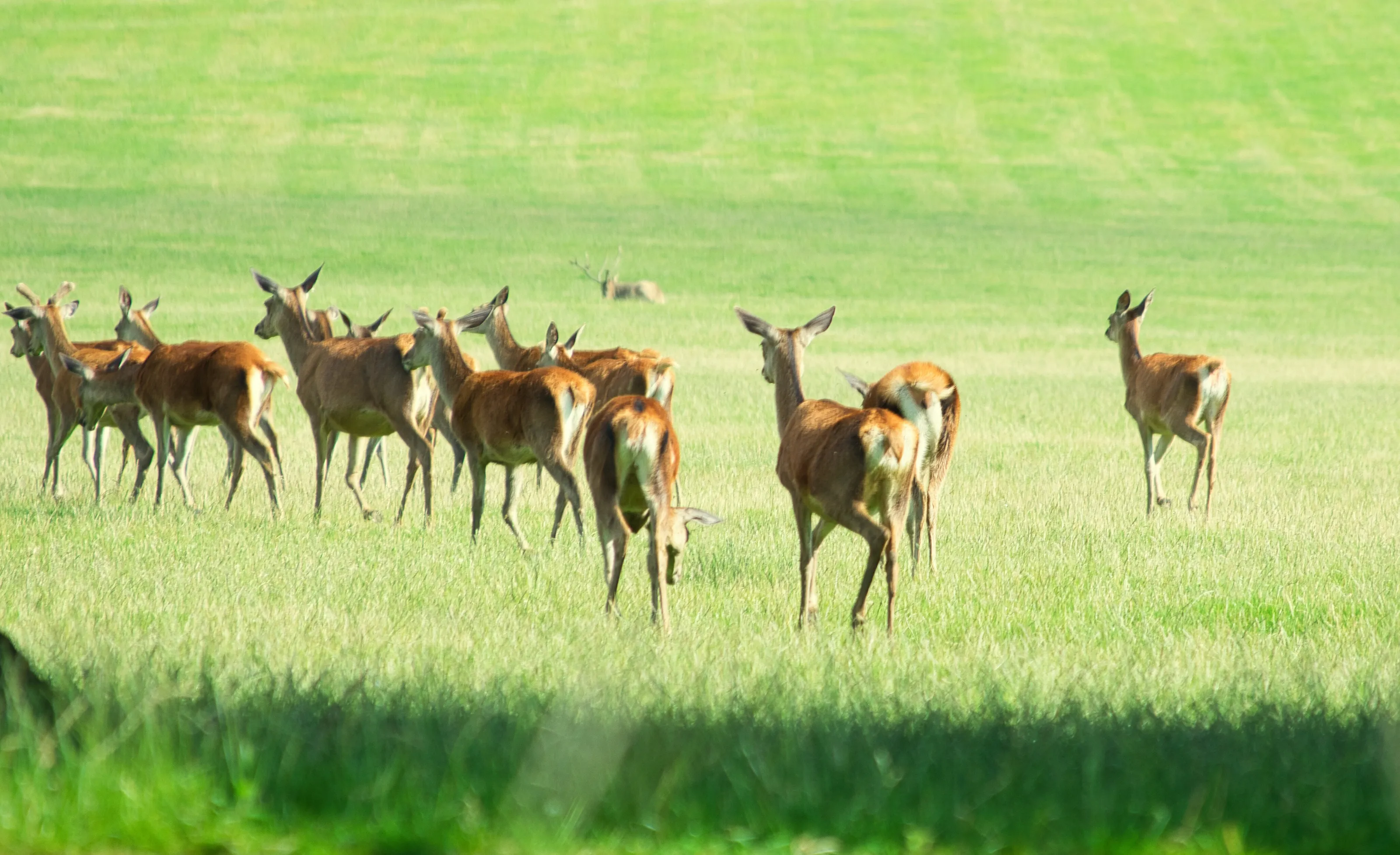 8 Deer rears
