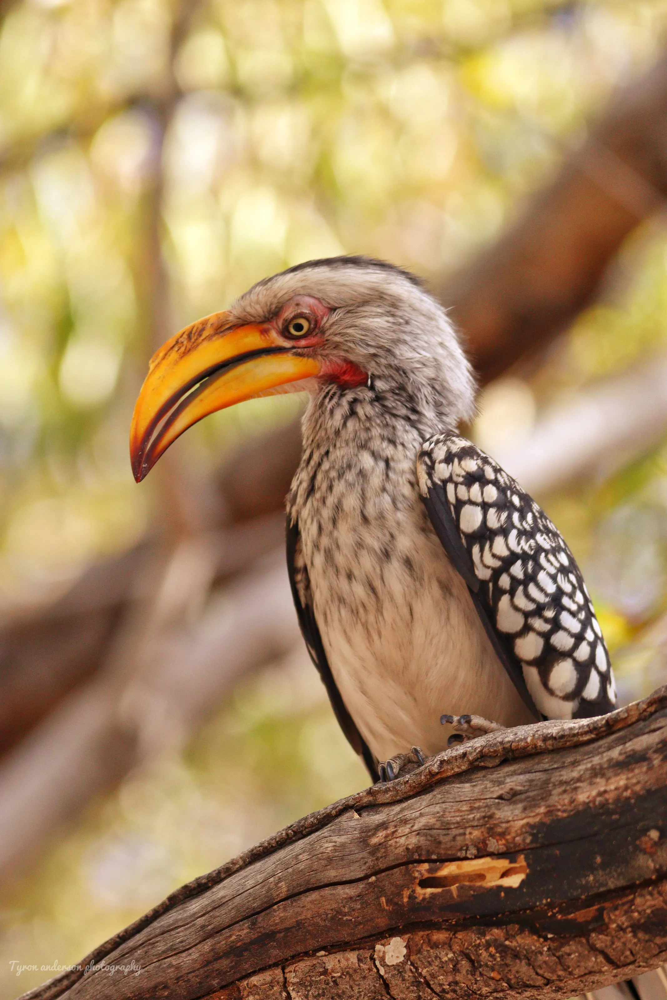 Southern Yellow-billed Hornbill