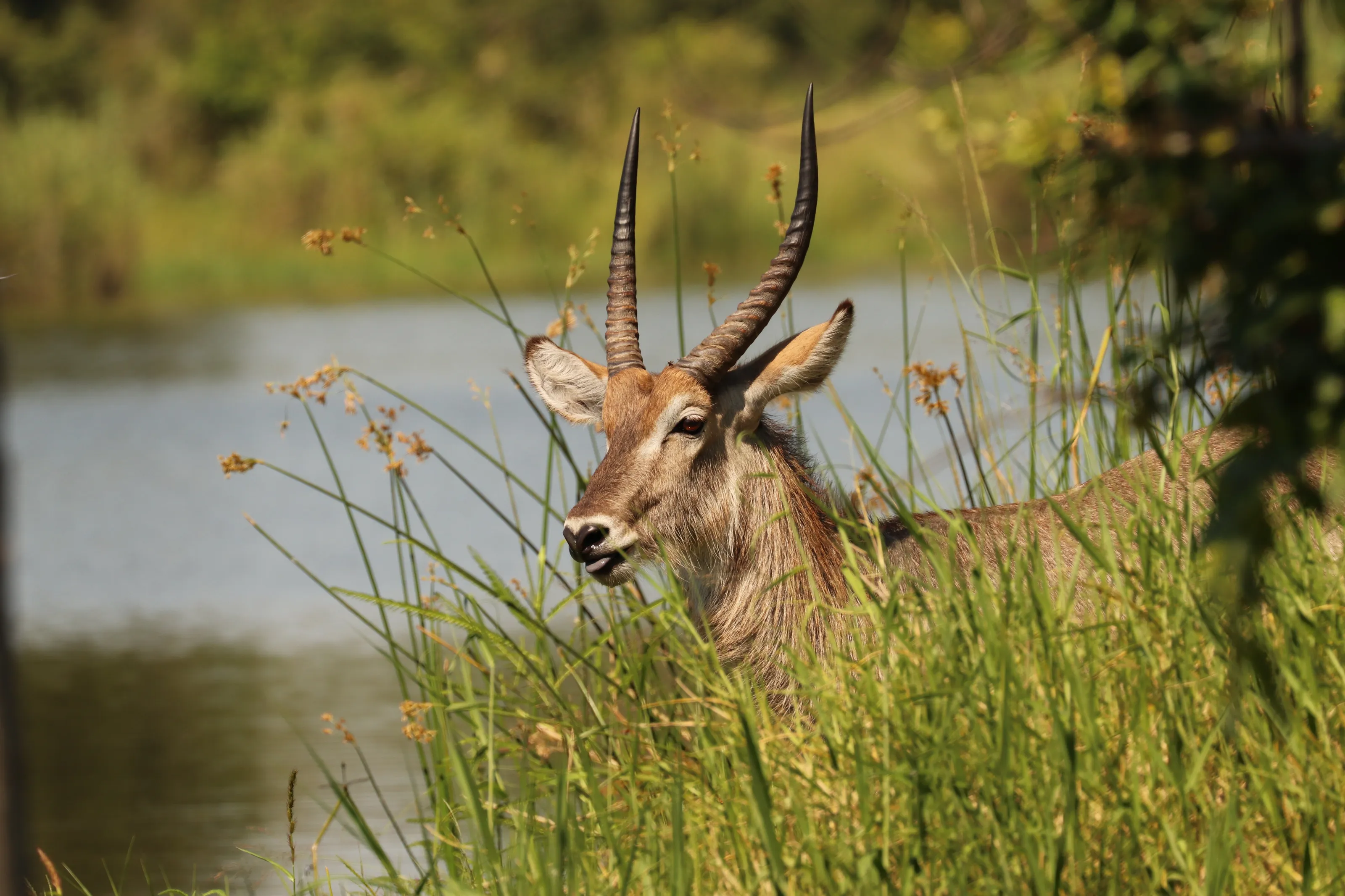 Waterbuck