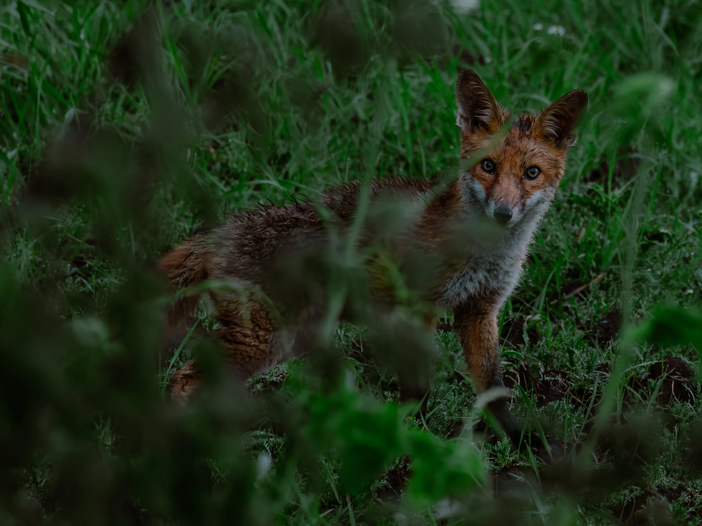 Rained fox
