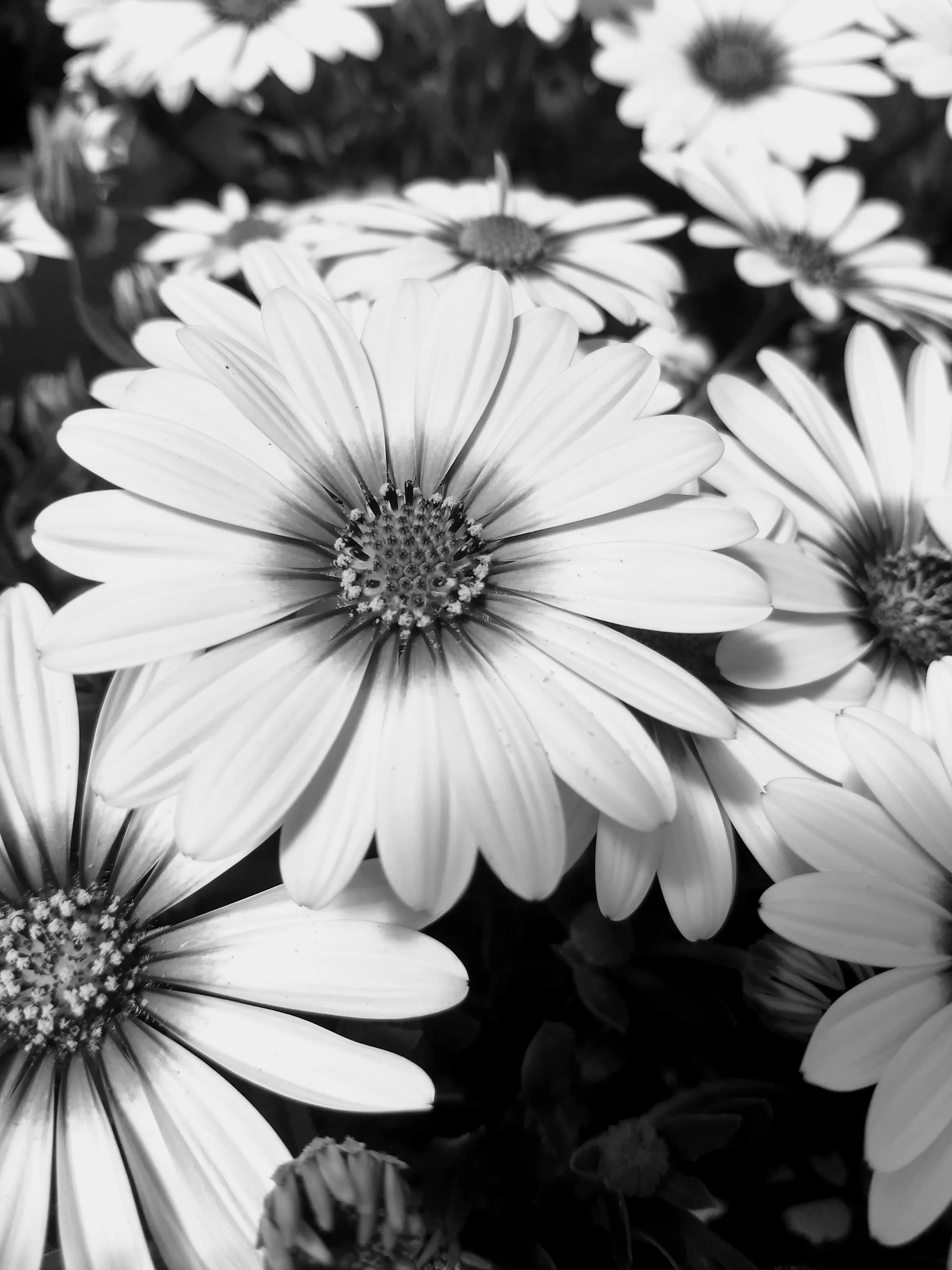 Crazy Daisies