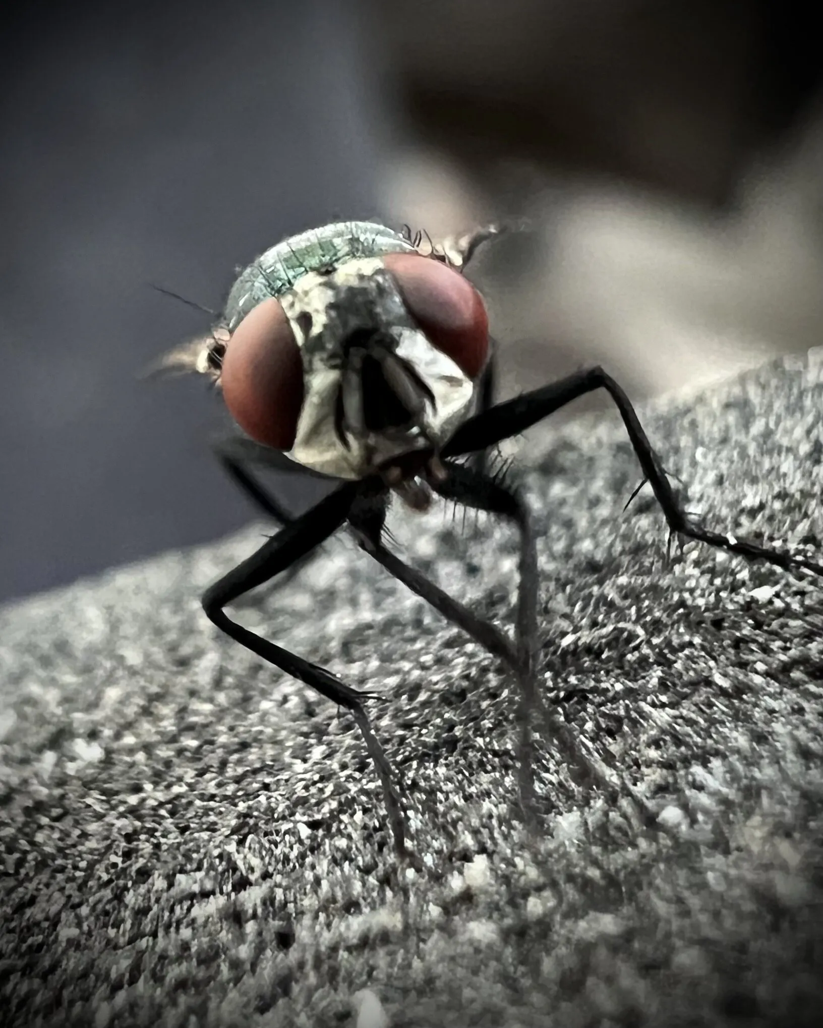 Fly