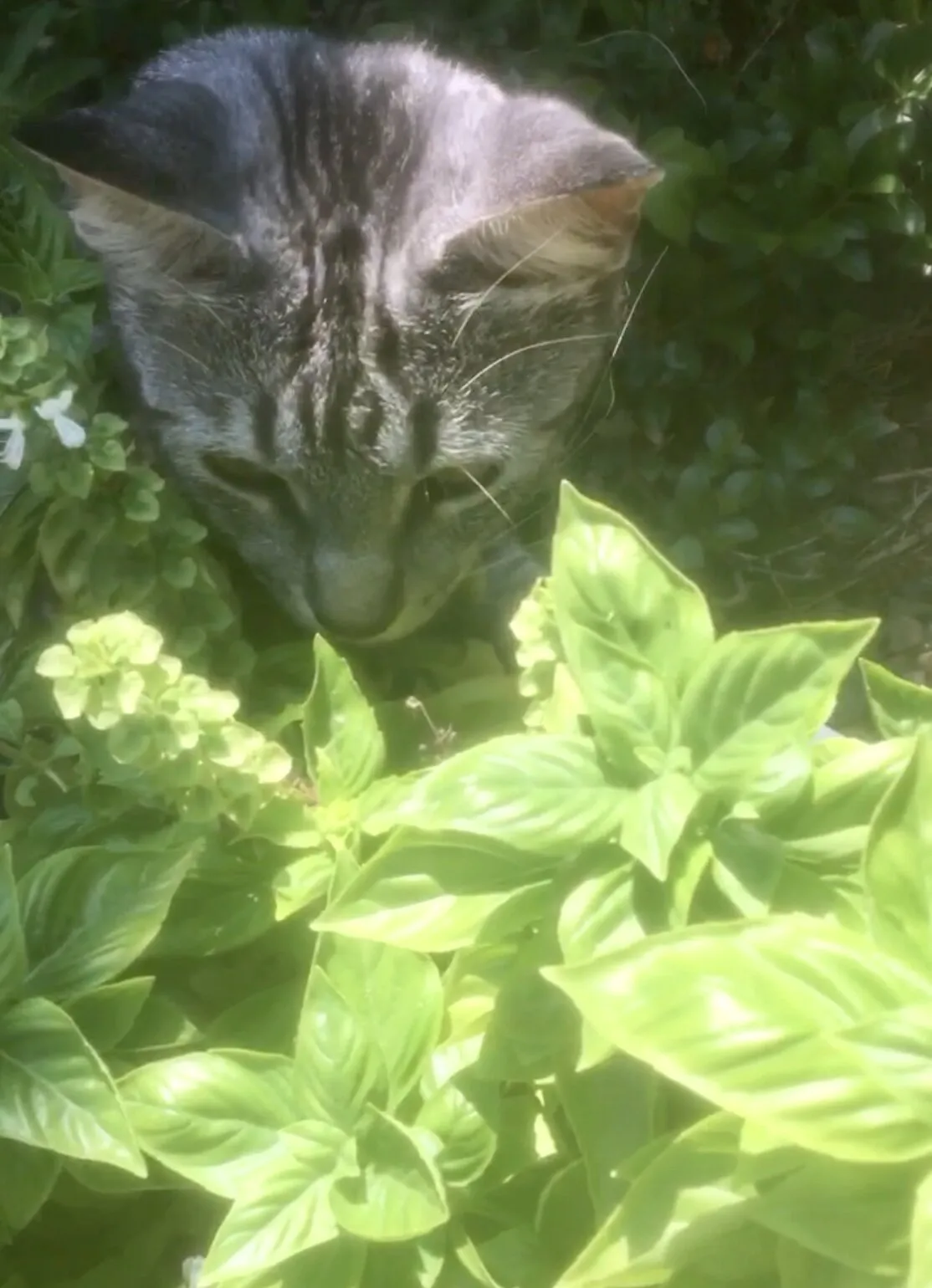 Stop and smell the sweet basil