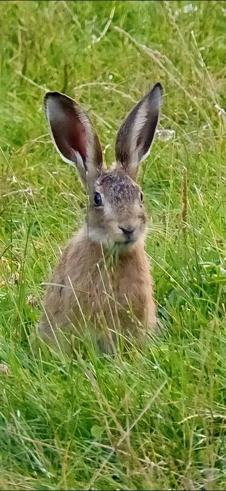 Hare you are.!!!