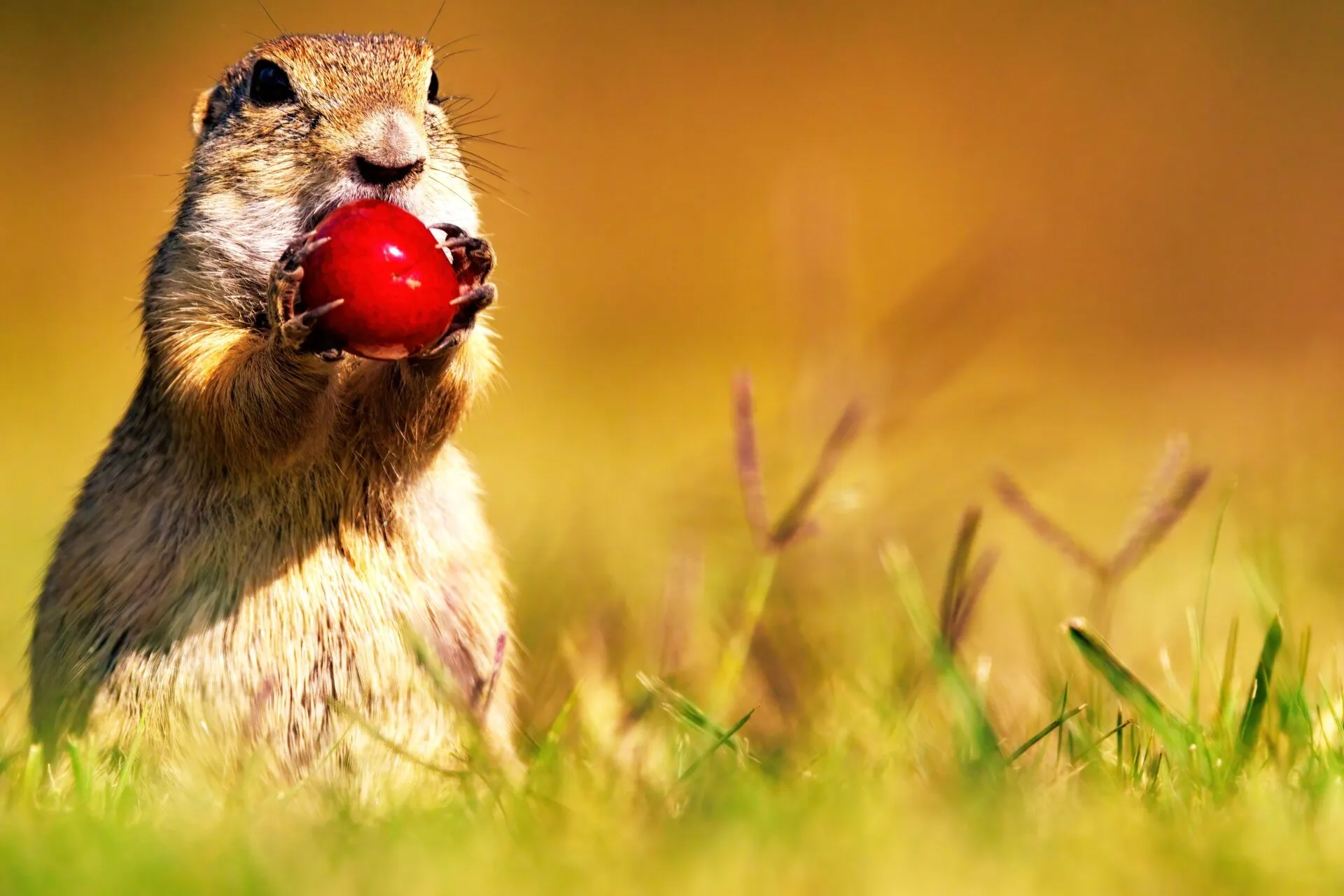 Ground Squirrel with cherry