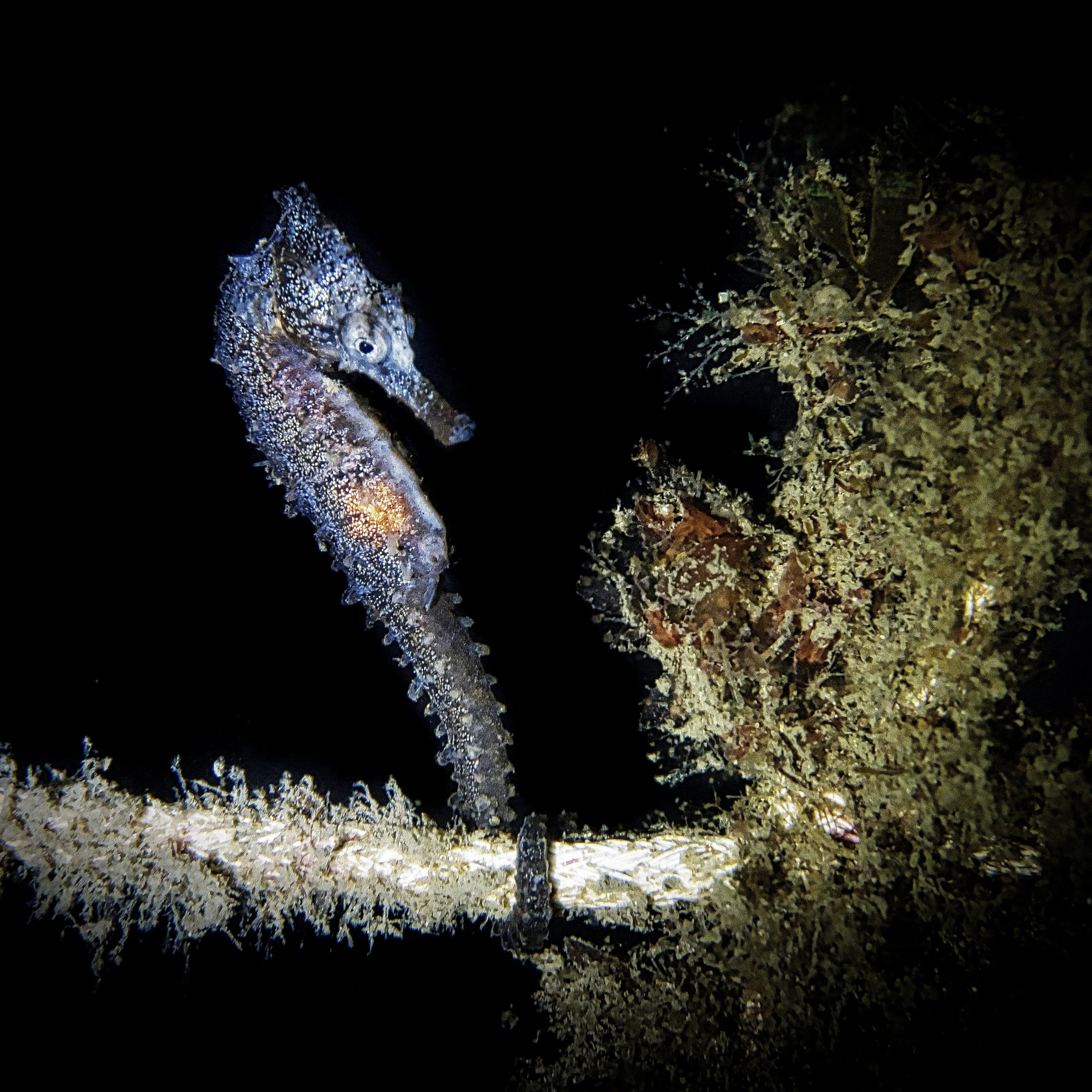 Seahorse
