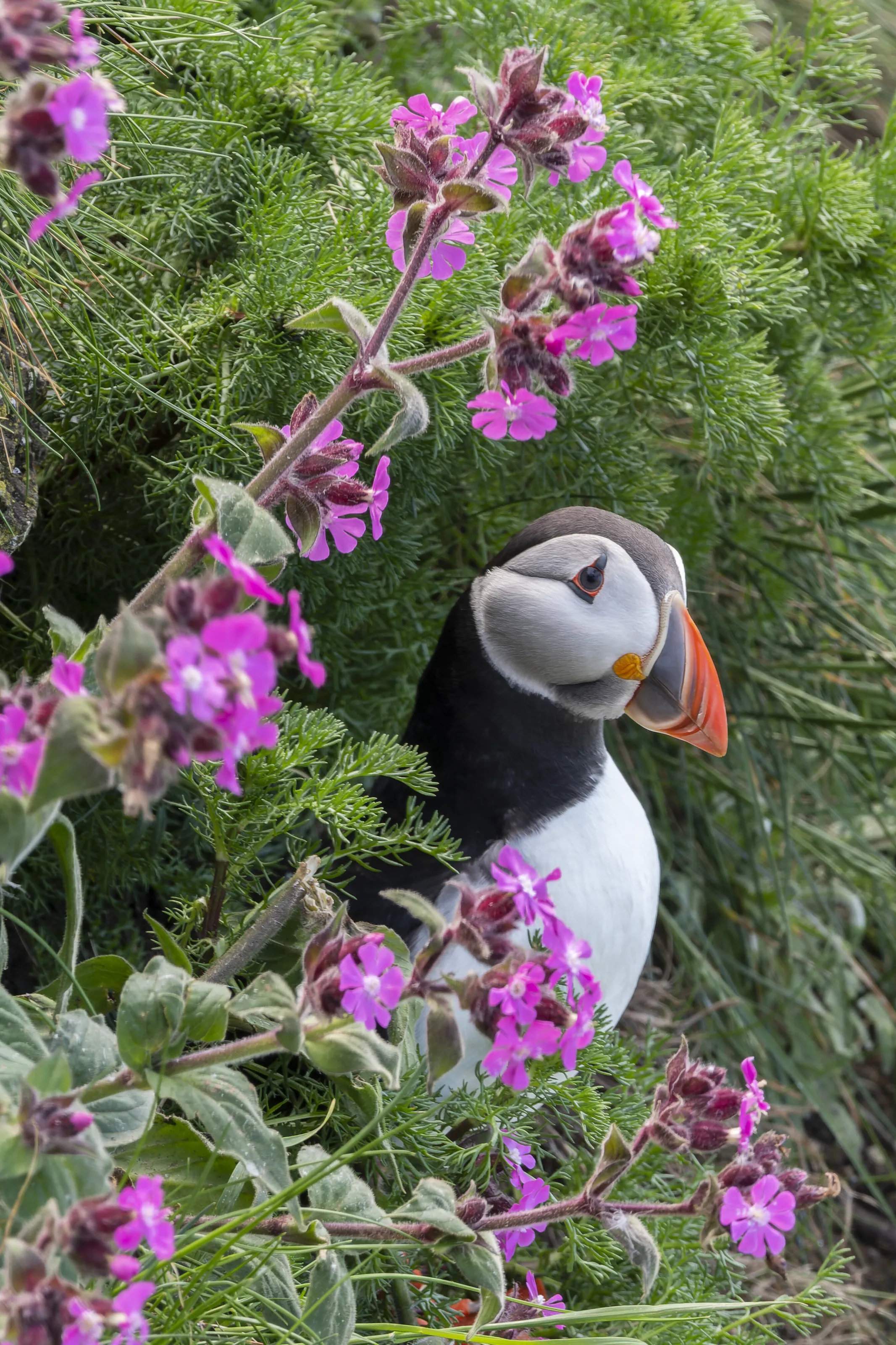 Colourful Puffin