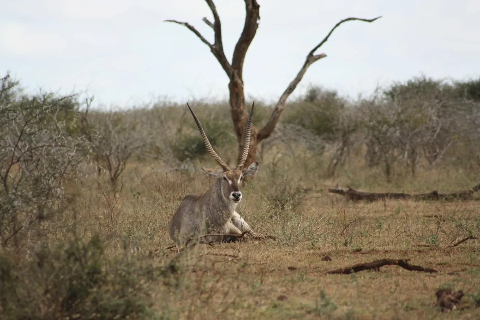Resting Waterbuck