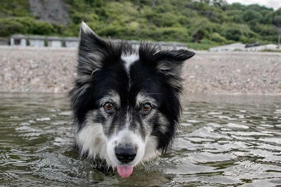 Entry 21273398