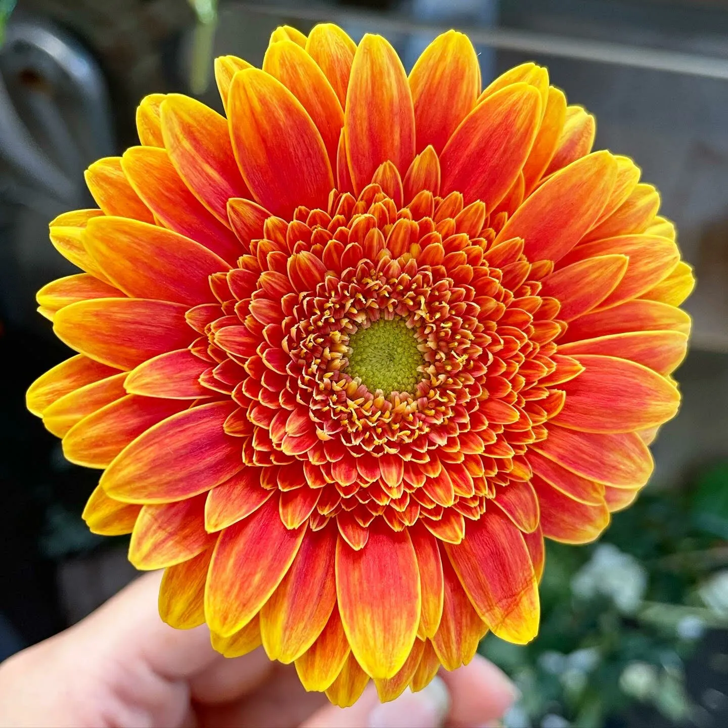 Sunset in a Flower