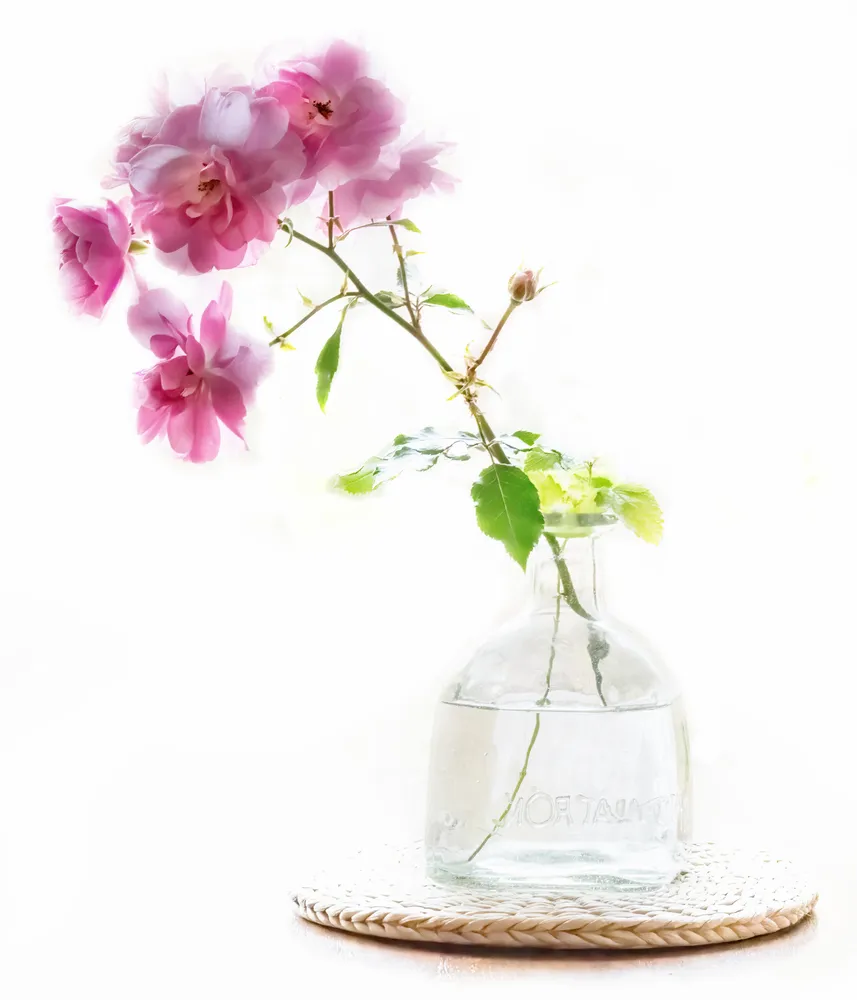 Miniature Roses