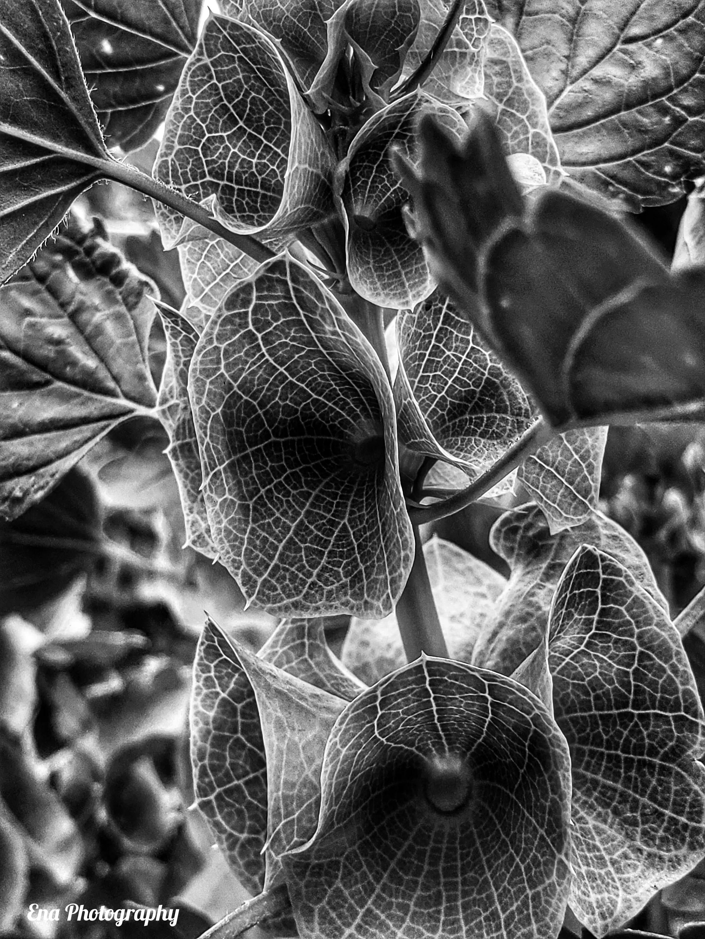 Webs