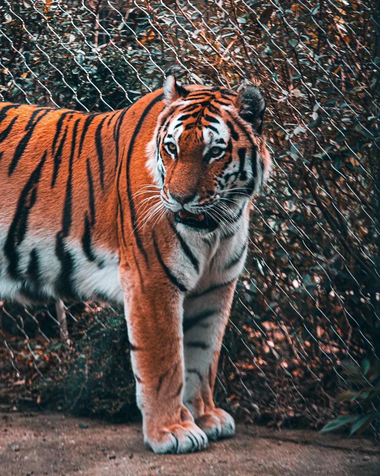 Tiger in Zoo