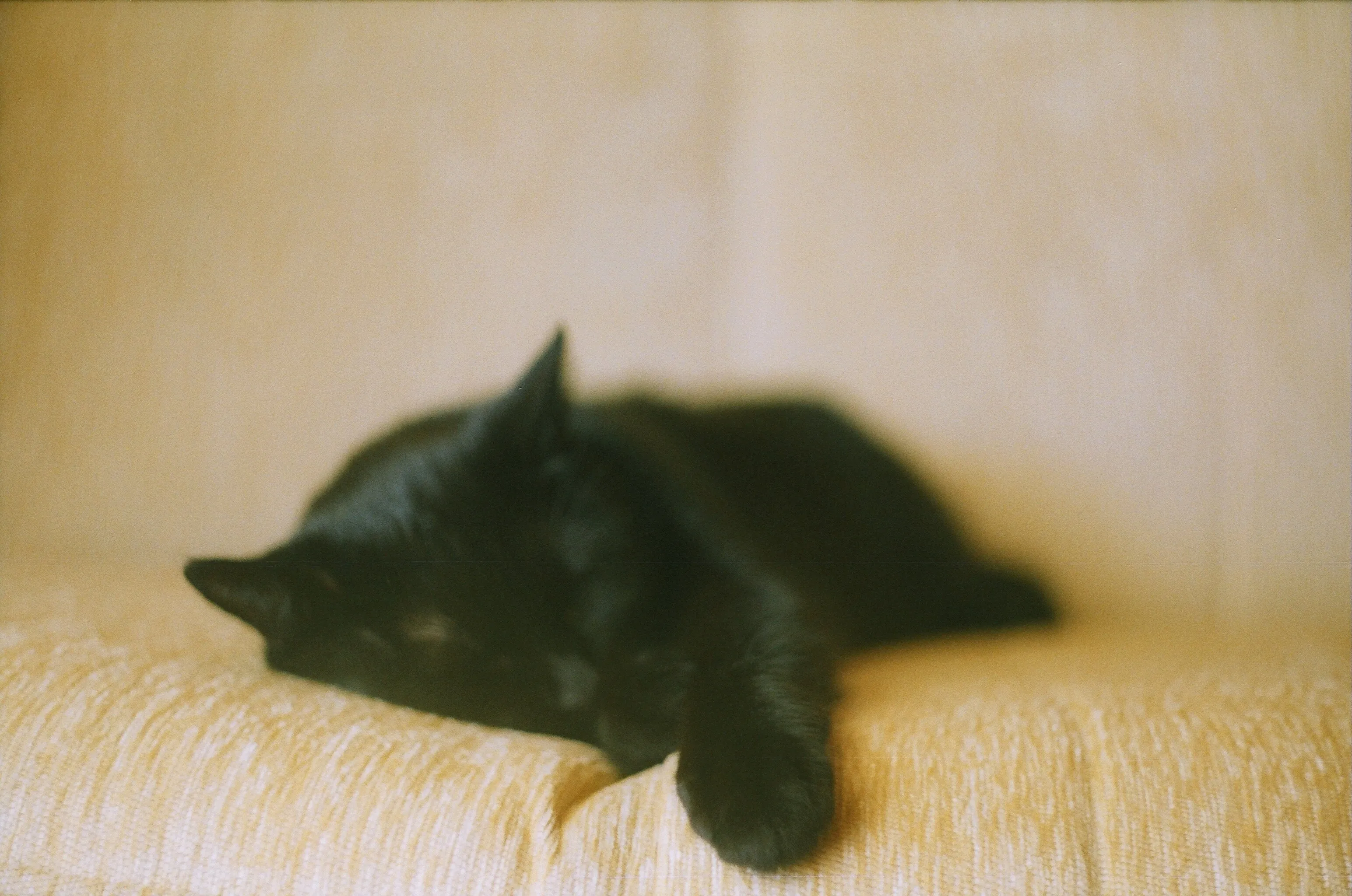 Lovely black cat sleeping