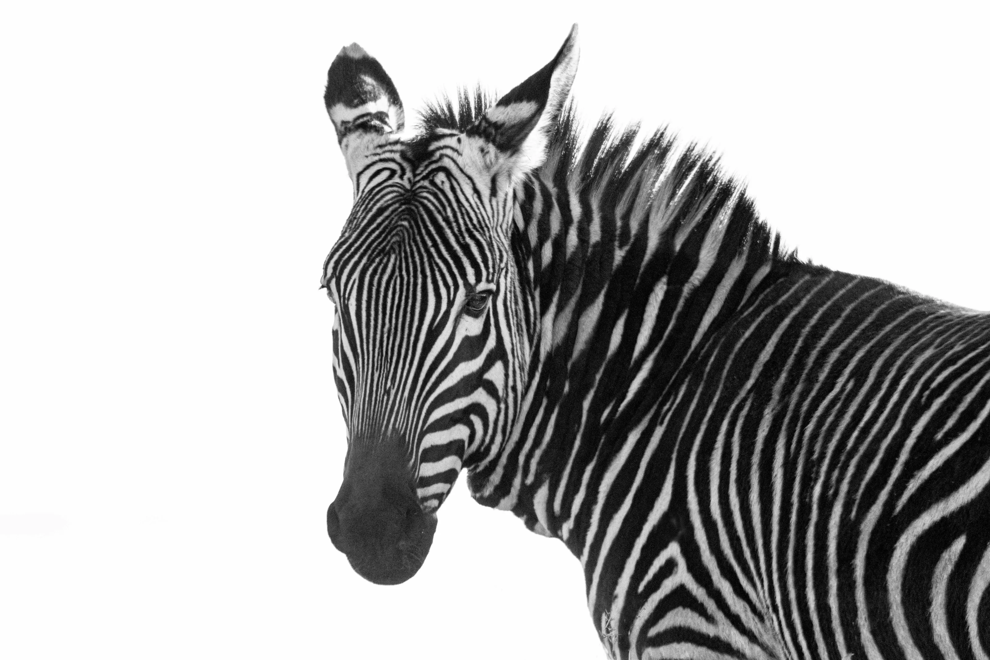 Cape Mountain Zebra
