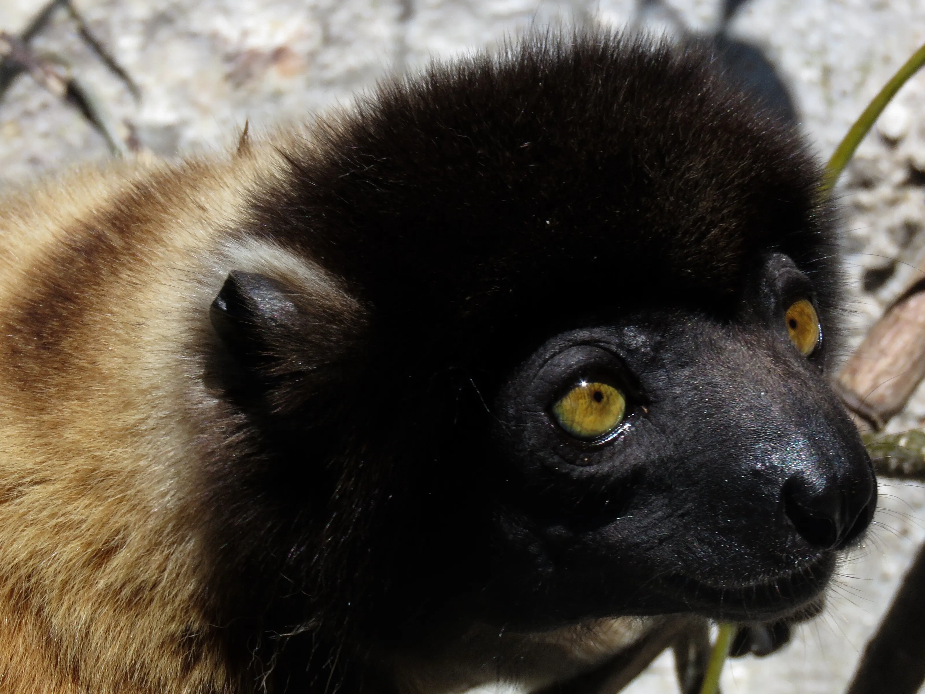 Lemur looks