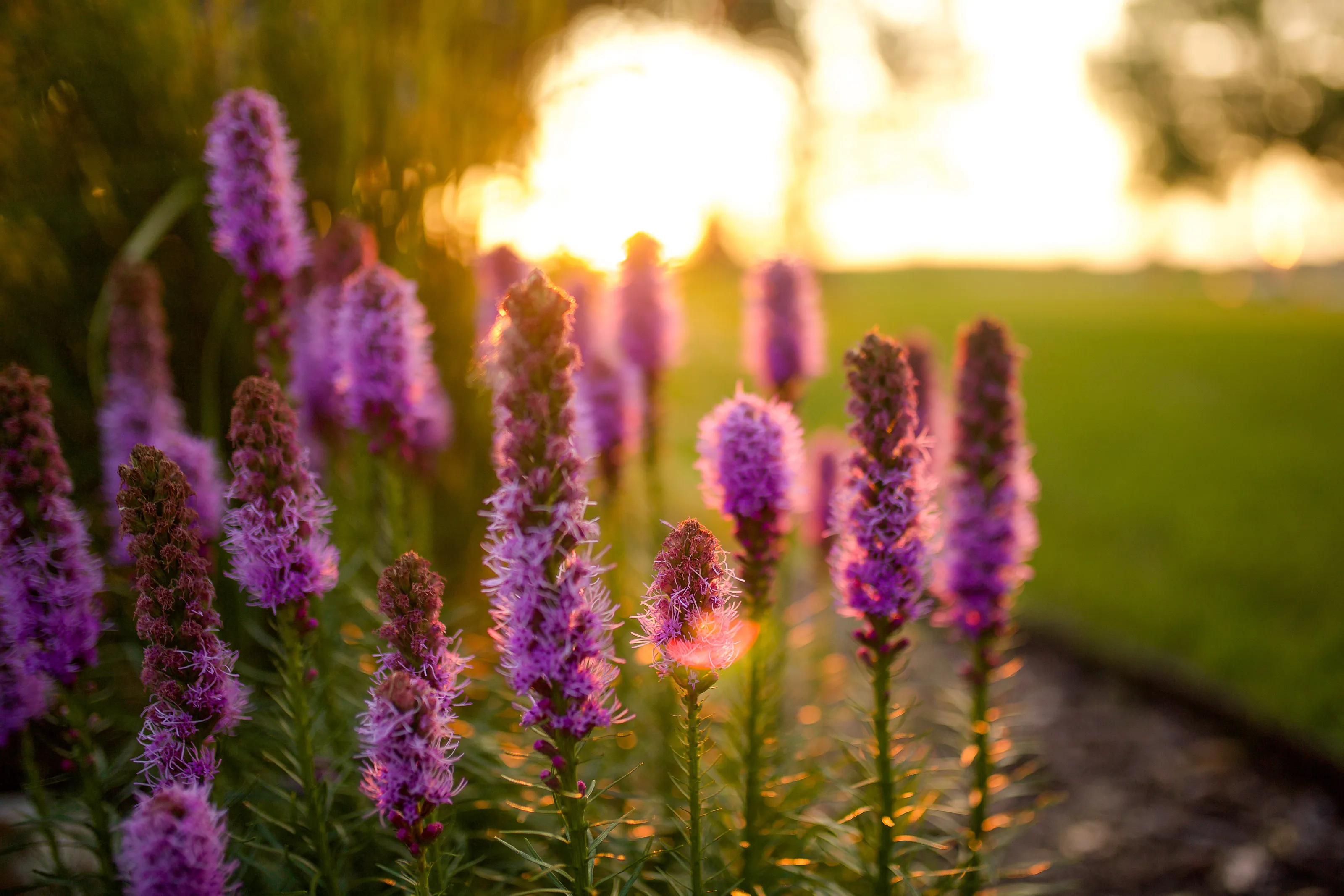 Blazing Star Drenched in Golden Sunlight