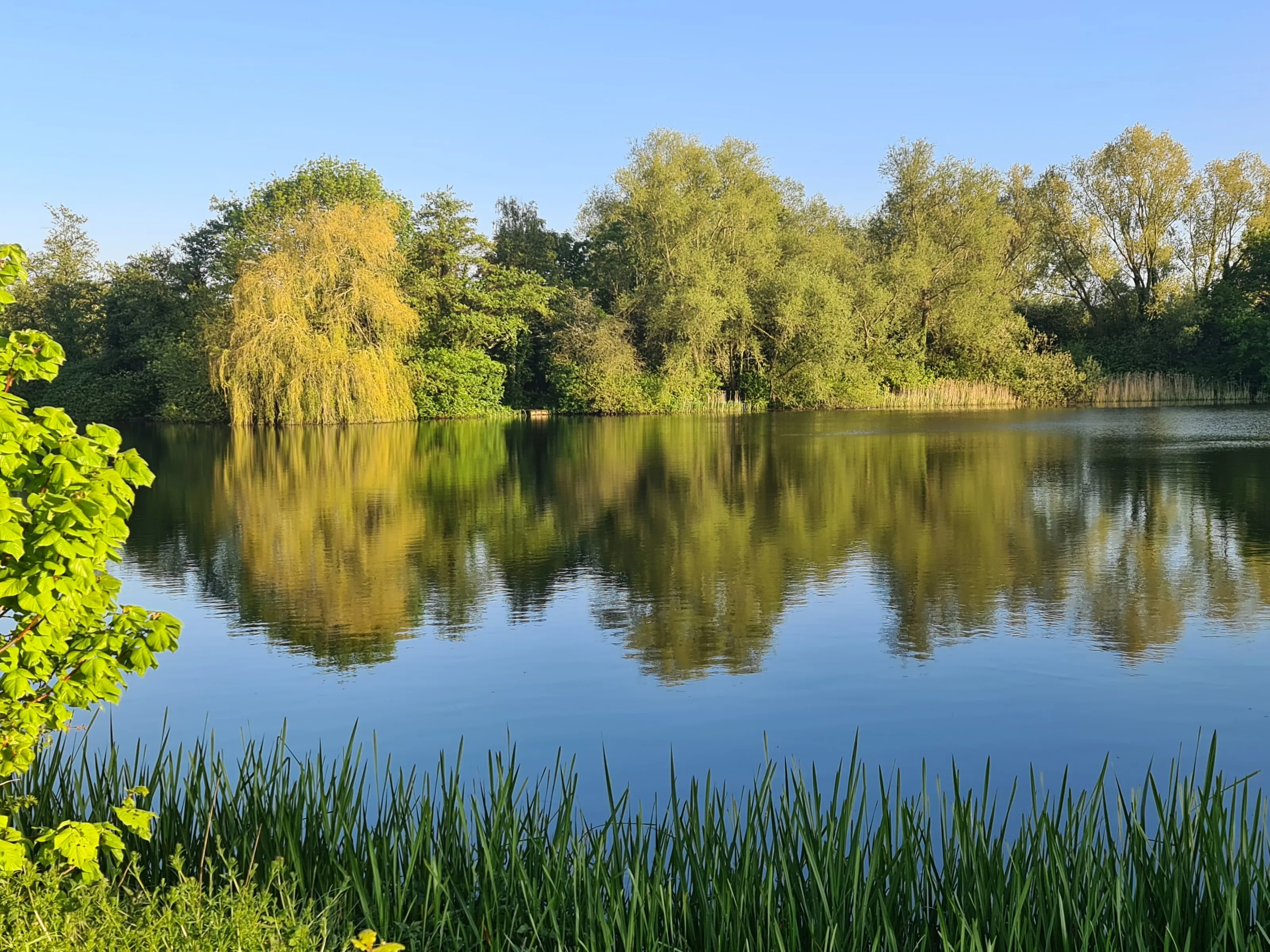 Reflective Landscape