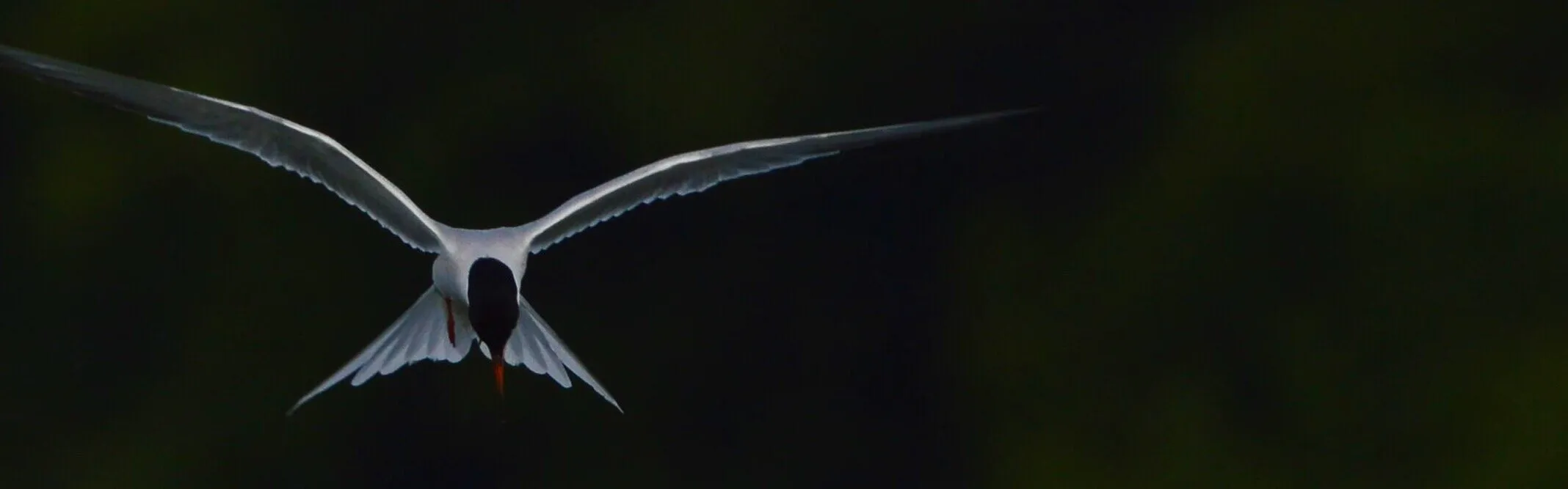 Common tern