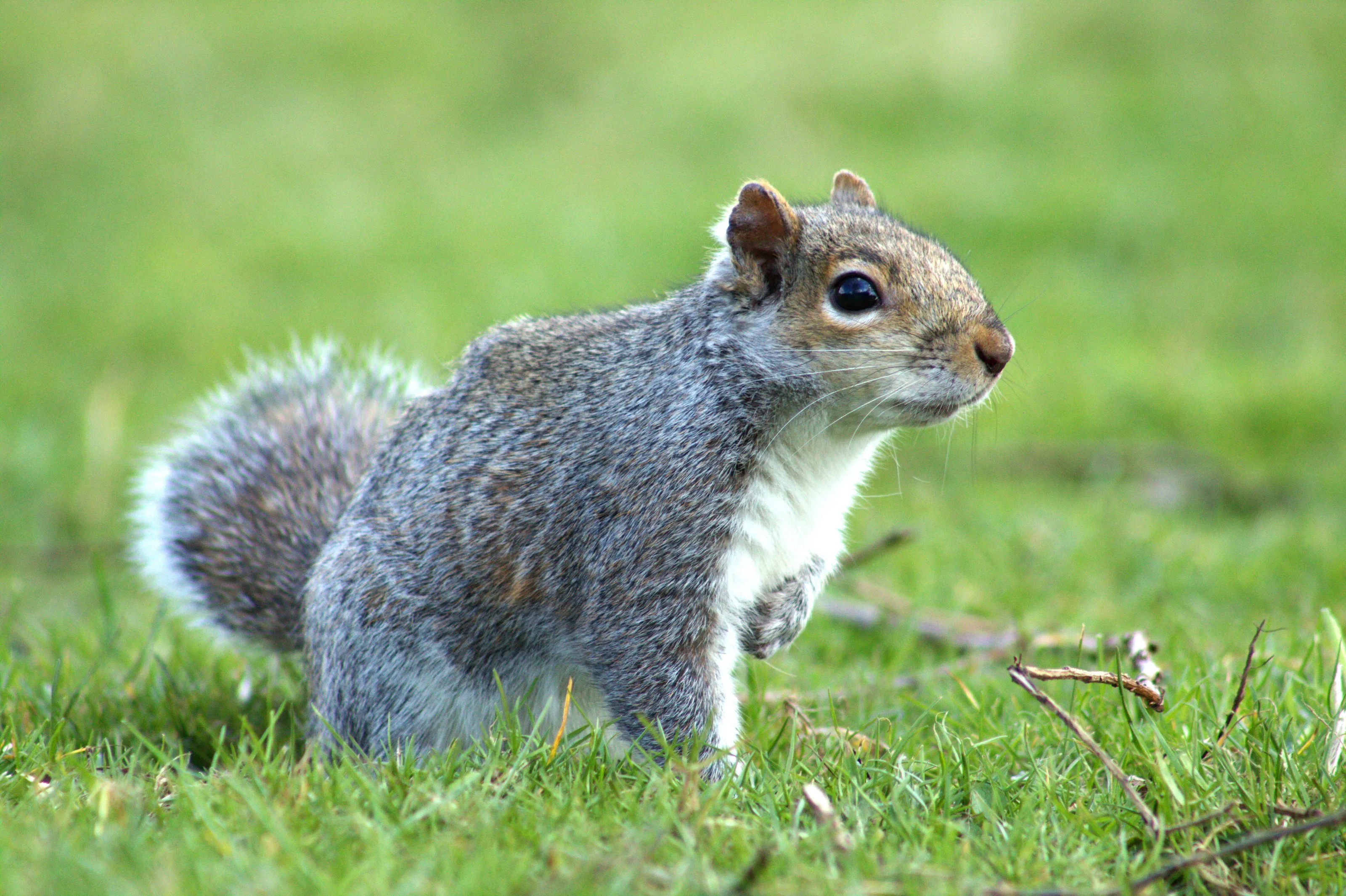 Grey squirrel