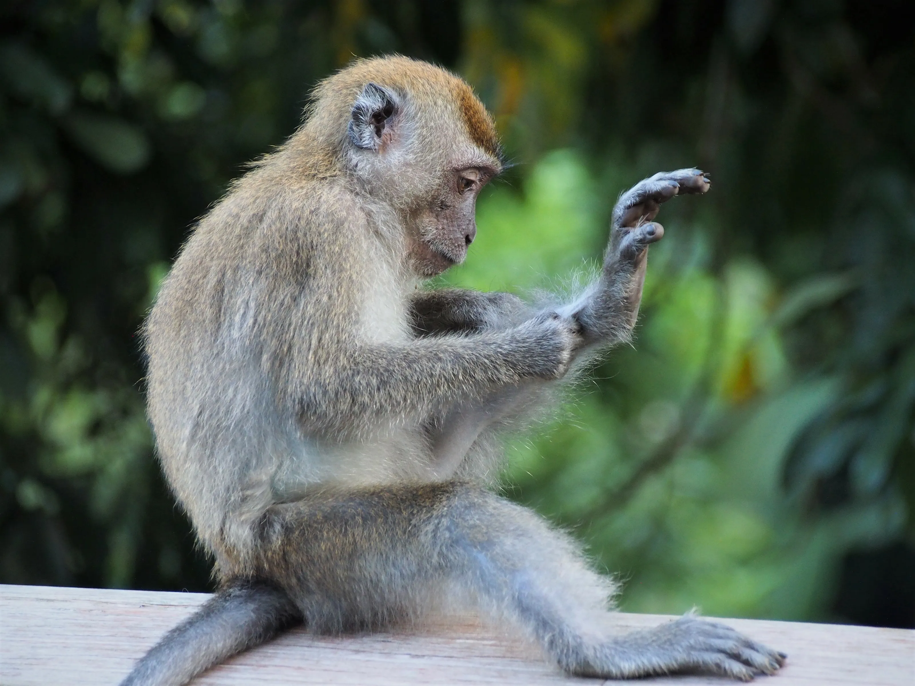 Crab-eating macaque