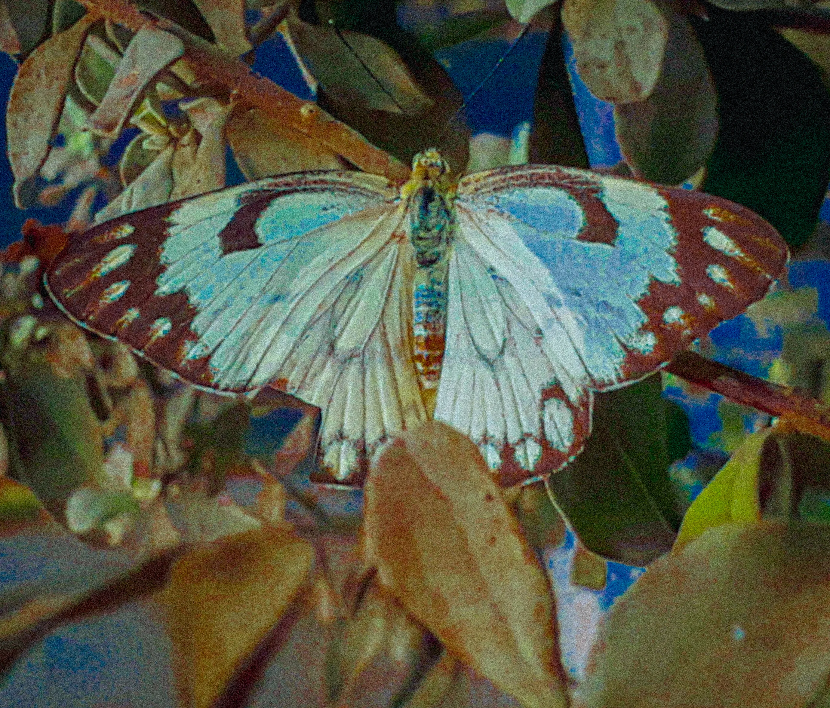 Texturfly