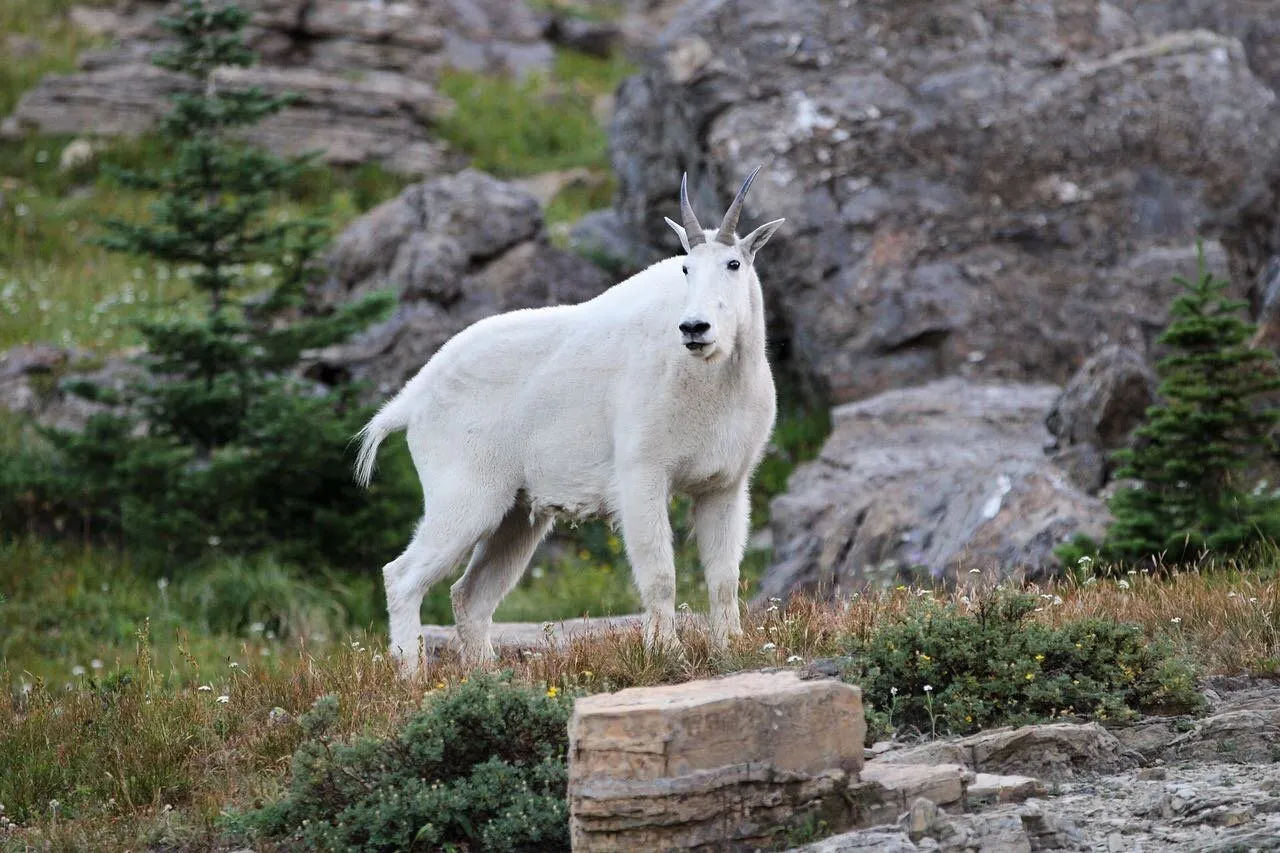 Mountain Goat