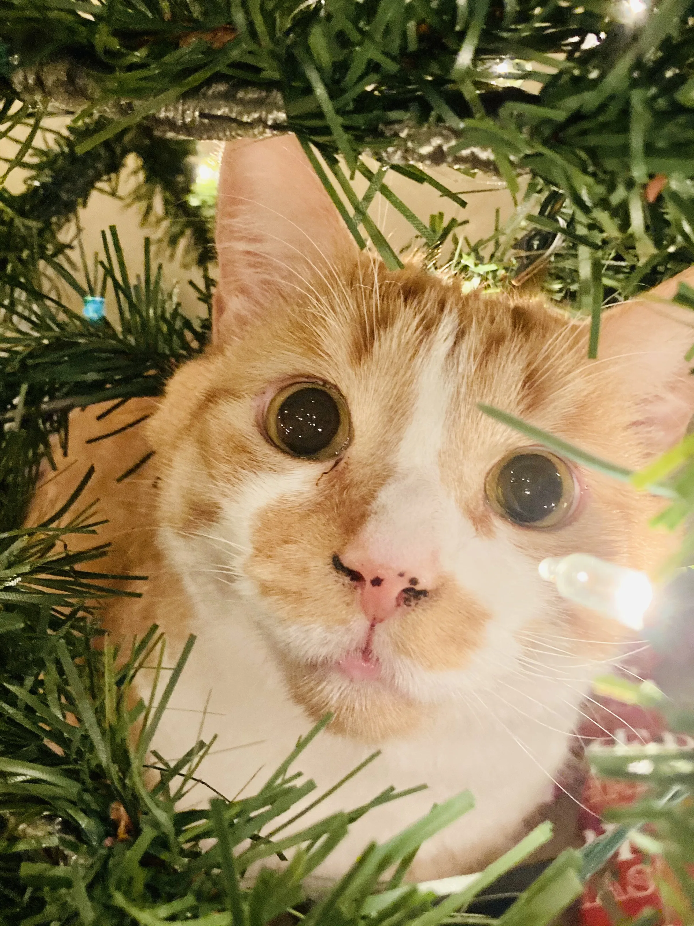 Banner image