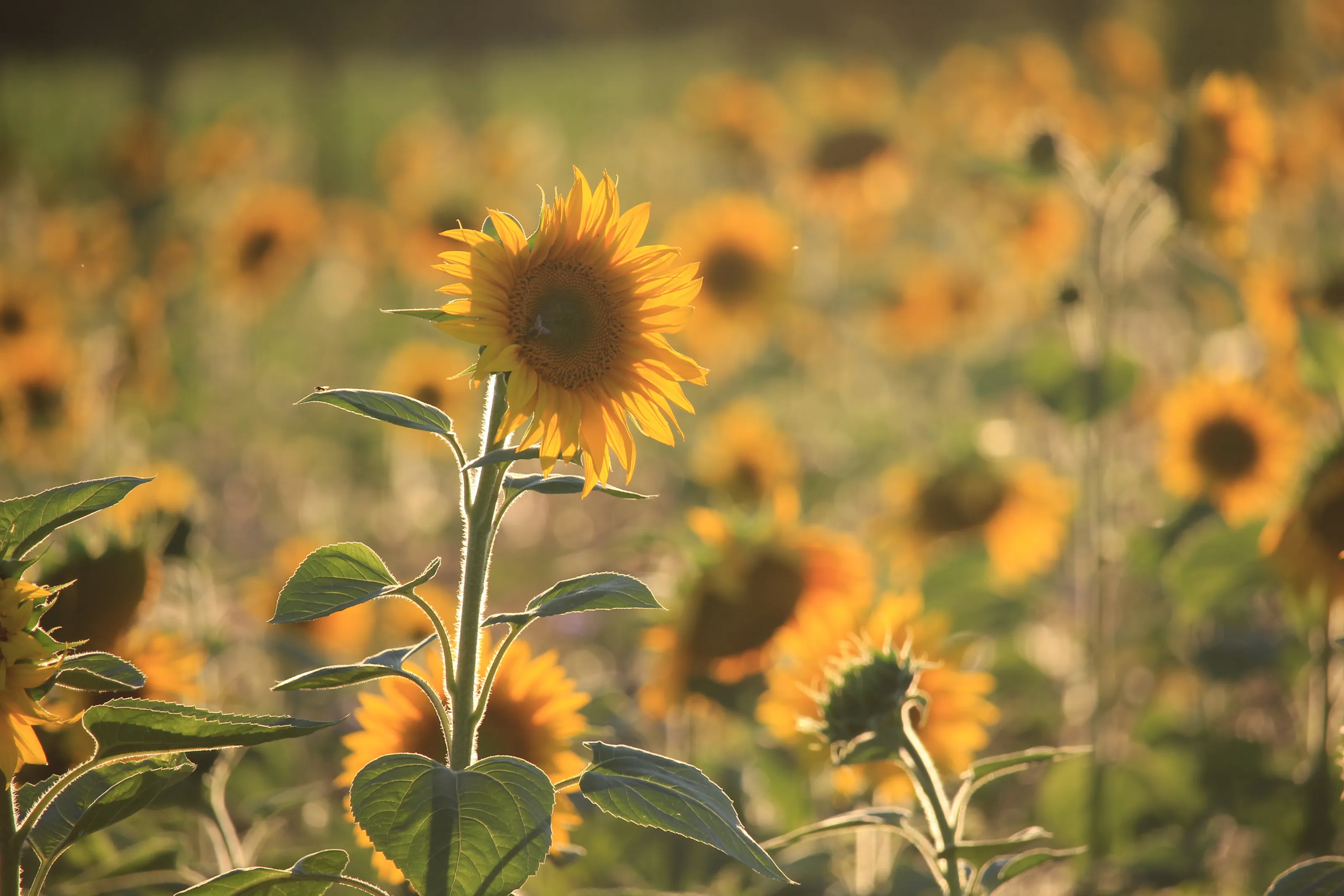 Sunflower Glow