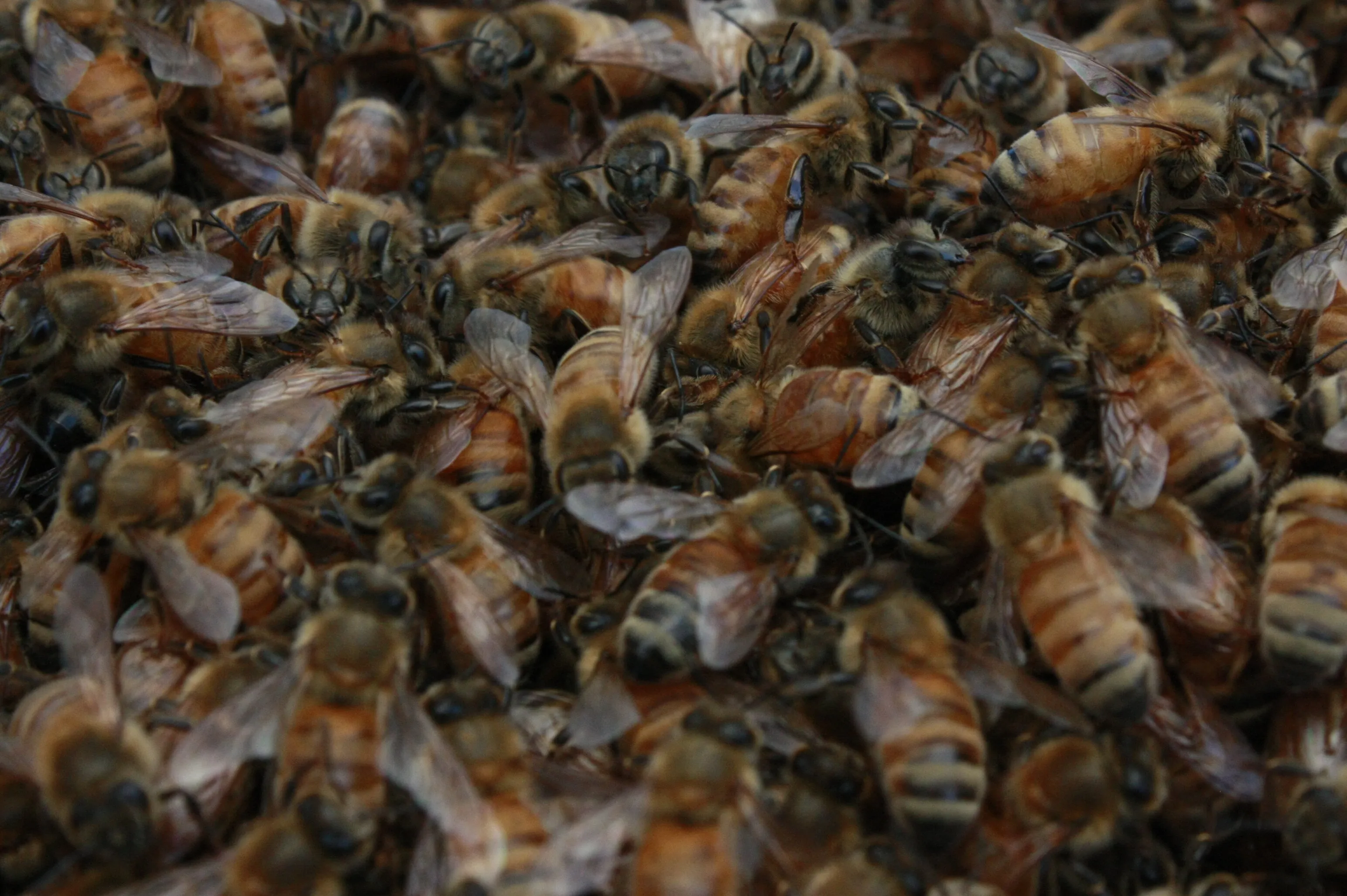 A Hive