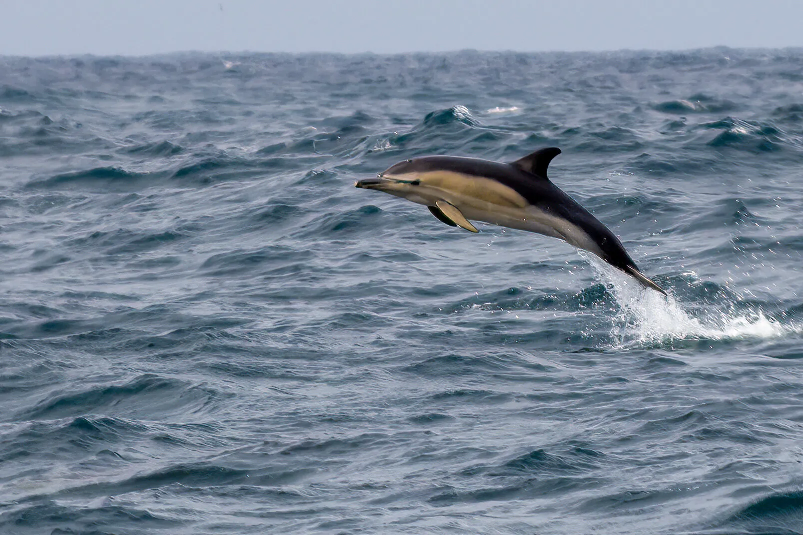 Dolphin at play