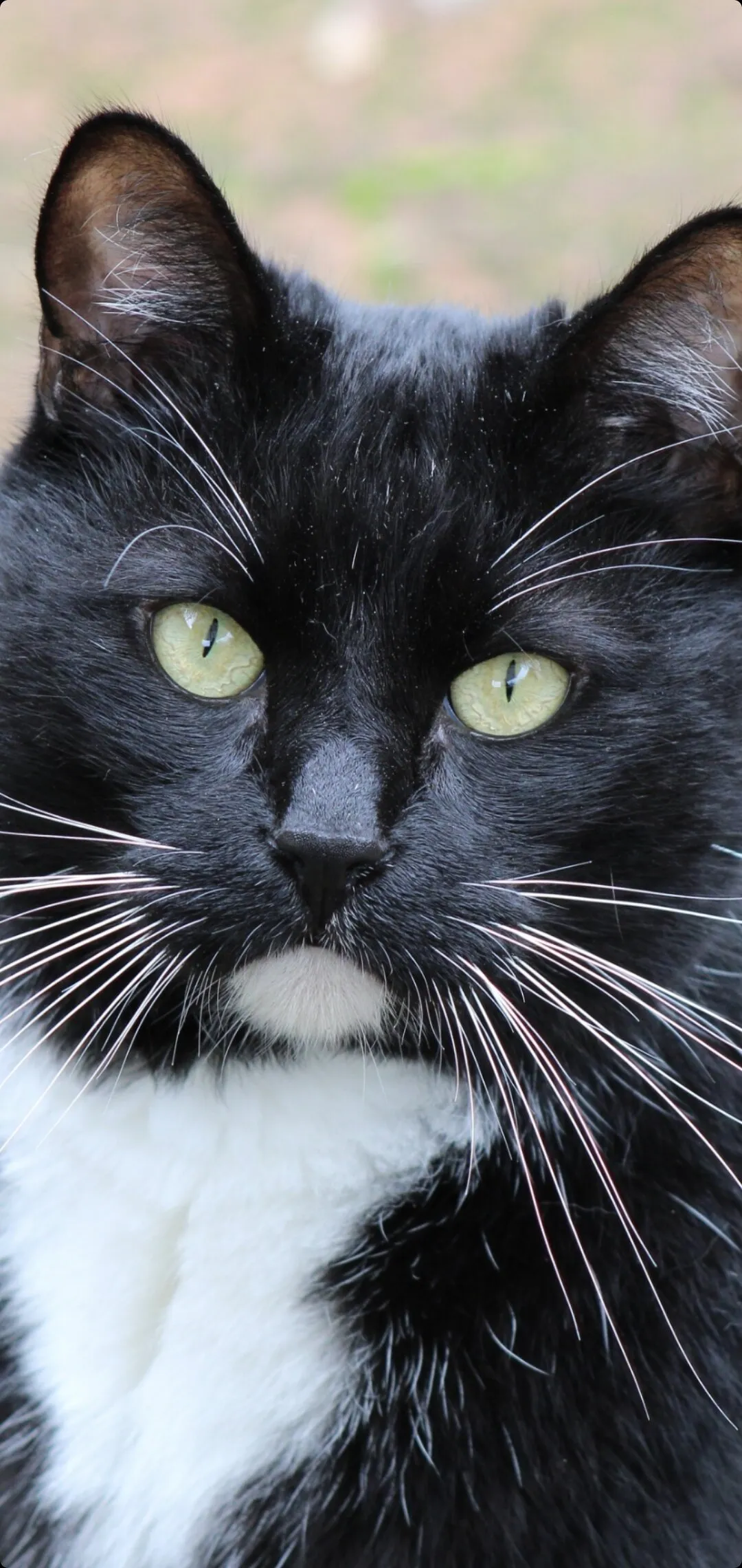 A Distinguished Gentleman