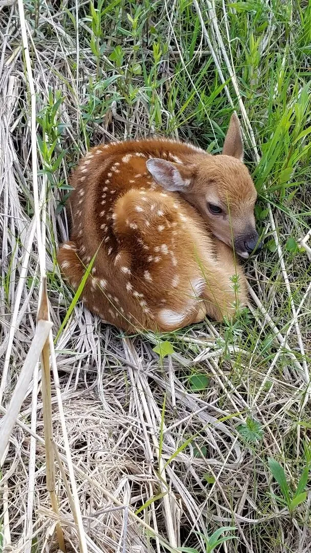 Doe in the prairie