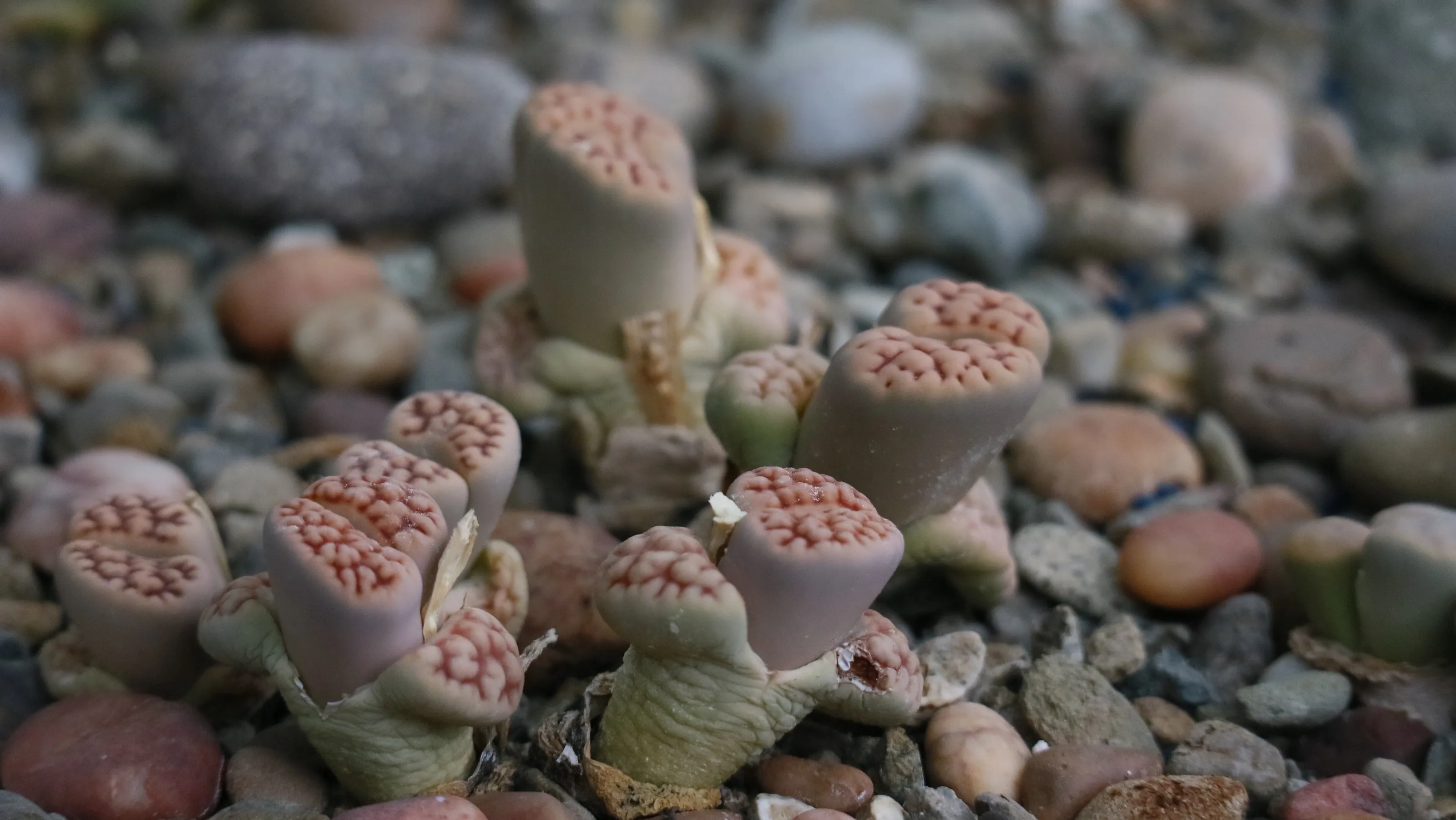 Live stones