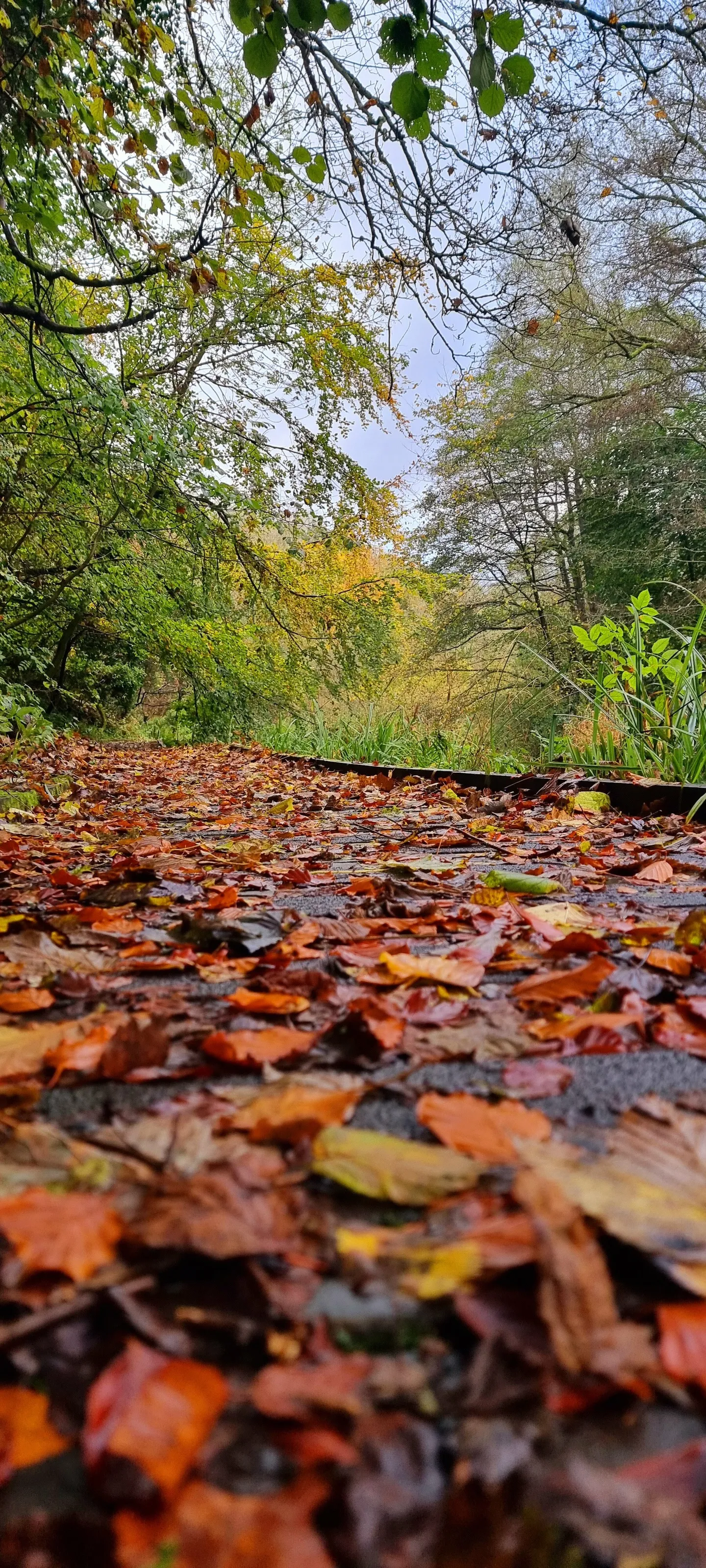 Colours of Autumn